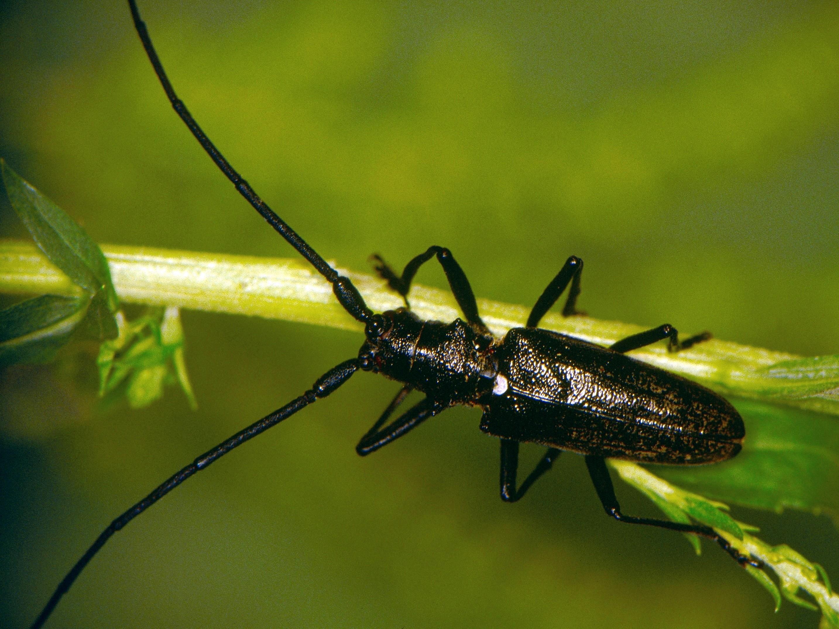 Ministère des Forêts, de la Faune et des Parcs du Québec
