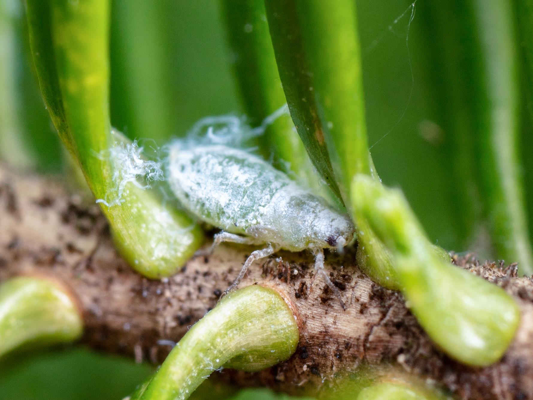 Laboratoire d'expertise et de diagnostic en phytoprotection - MAPAQ