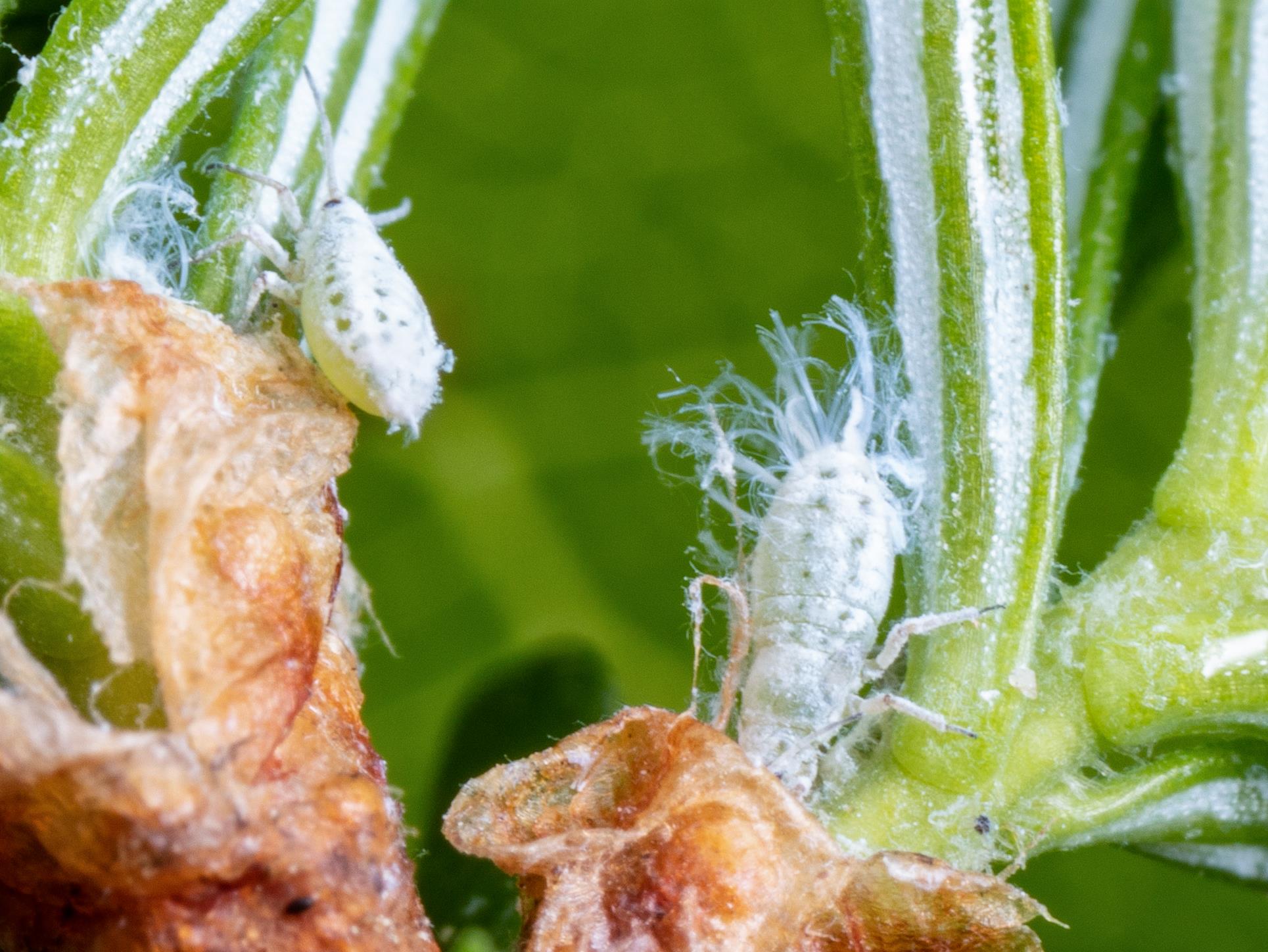 Laboratoire d'expertise et de diagnostic en phytoprotection - MAPAQ