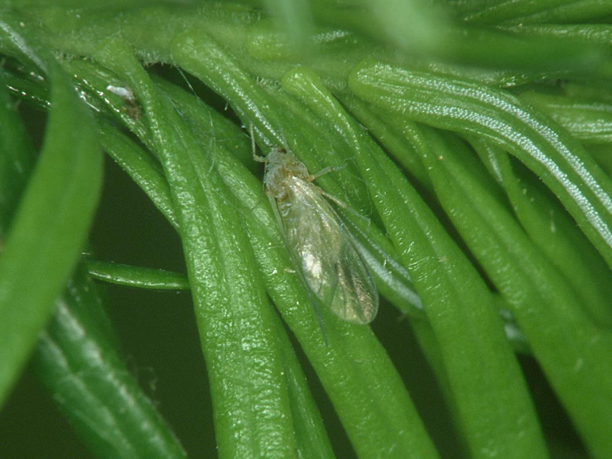 IRIIS phytoprotection Fiche technique, Puceron des pousses du sapin
