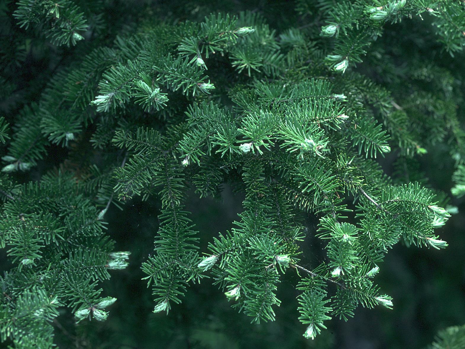 IRIIS phytoprotection Fiche technique, Puceron des pousses du sapin Arbres de Noël (sapins)