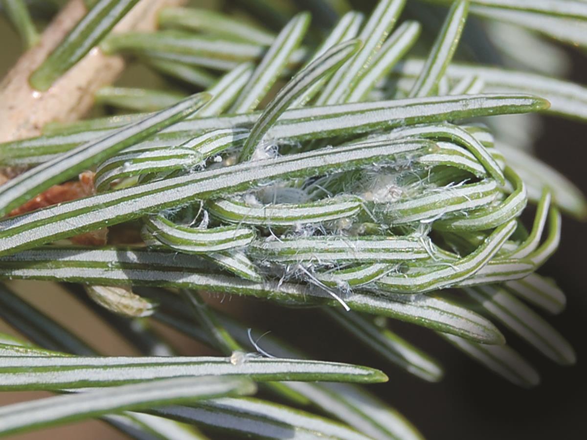 IRIIS phytoprotection Fiche technique, Puceron des pousses du sapin