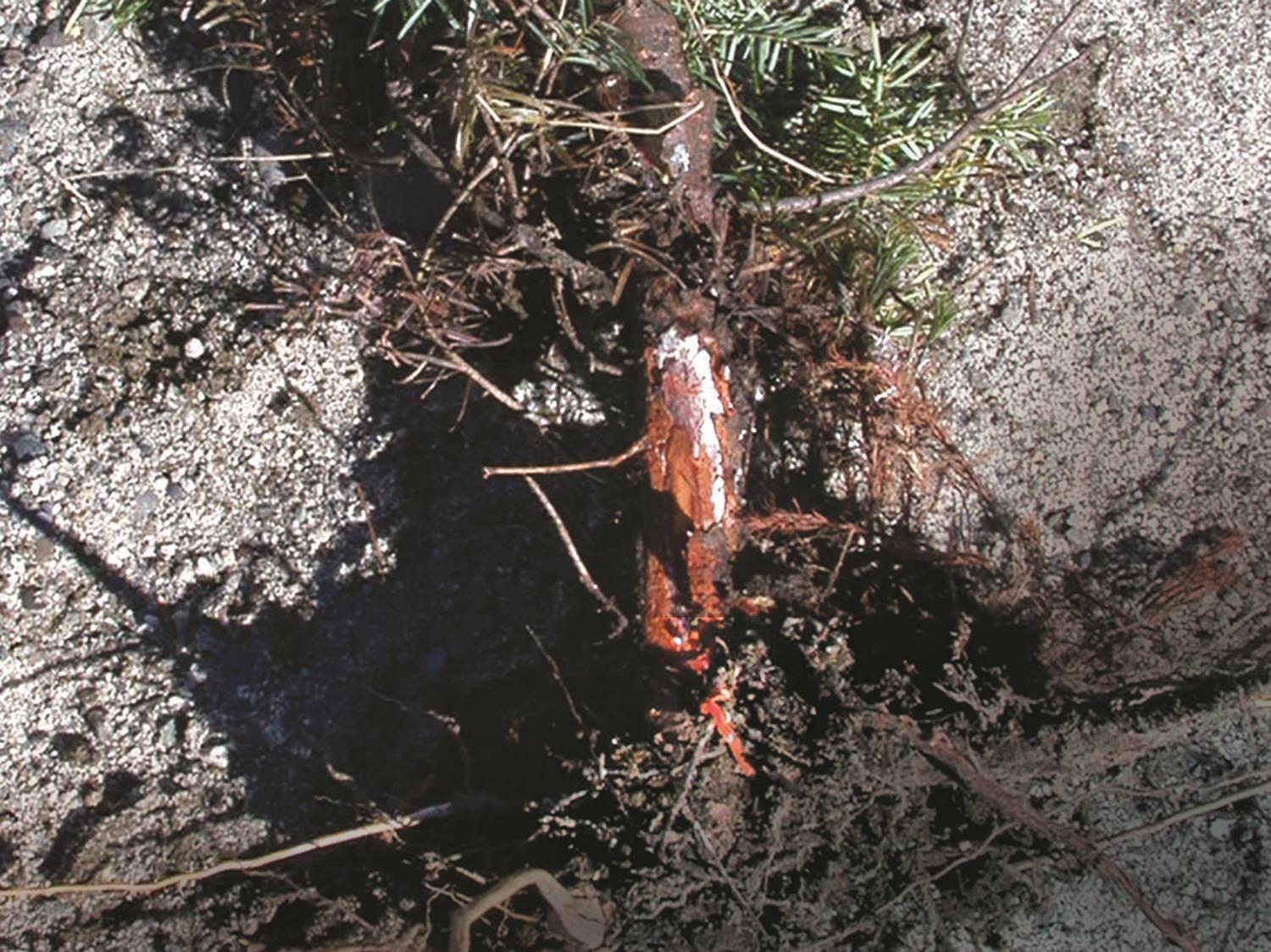 MAPAQ Estrie