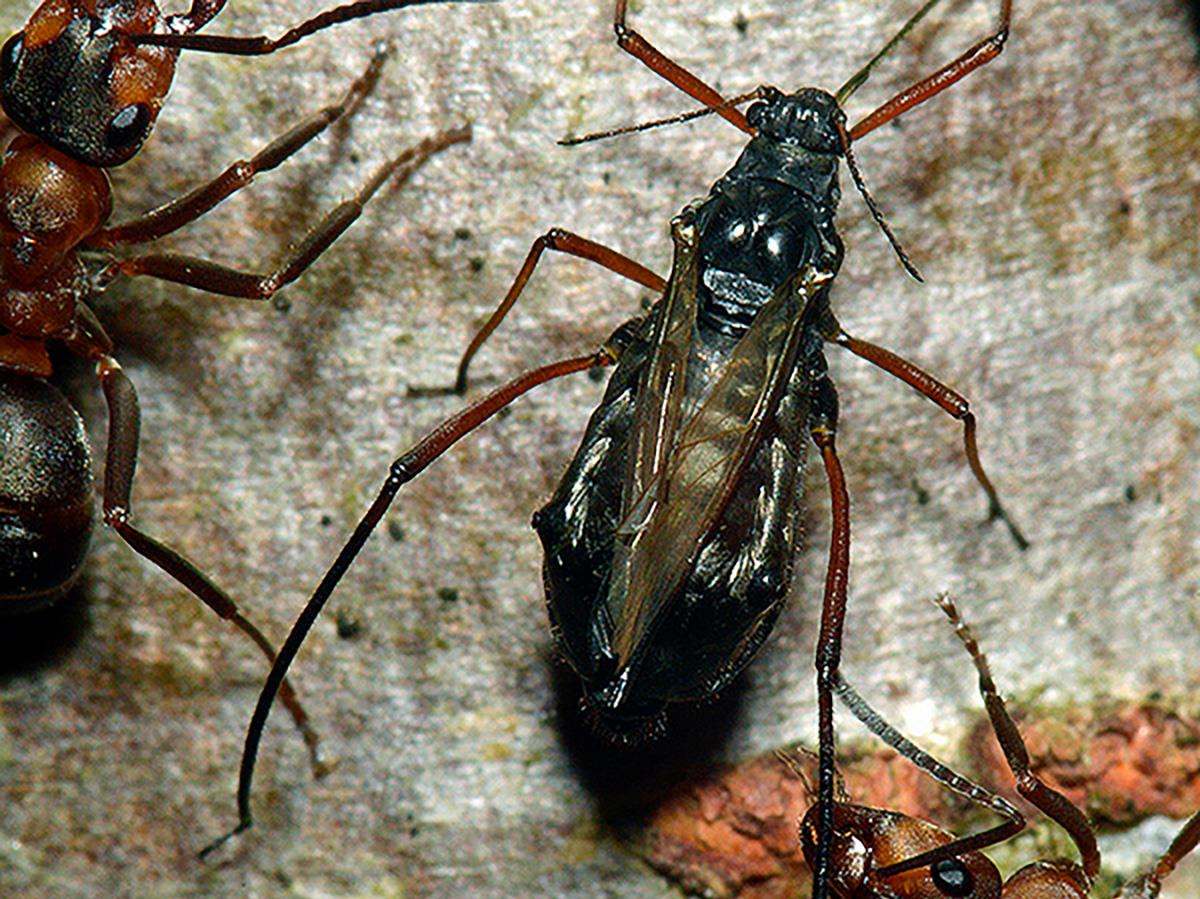 IRIIS phytoprotection Fiche technique, Puceron du sapin