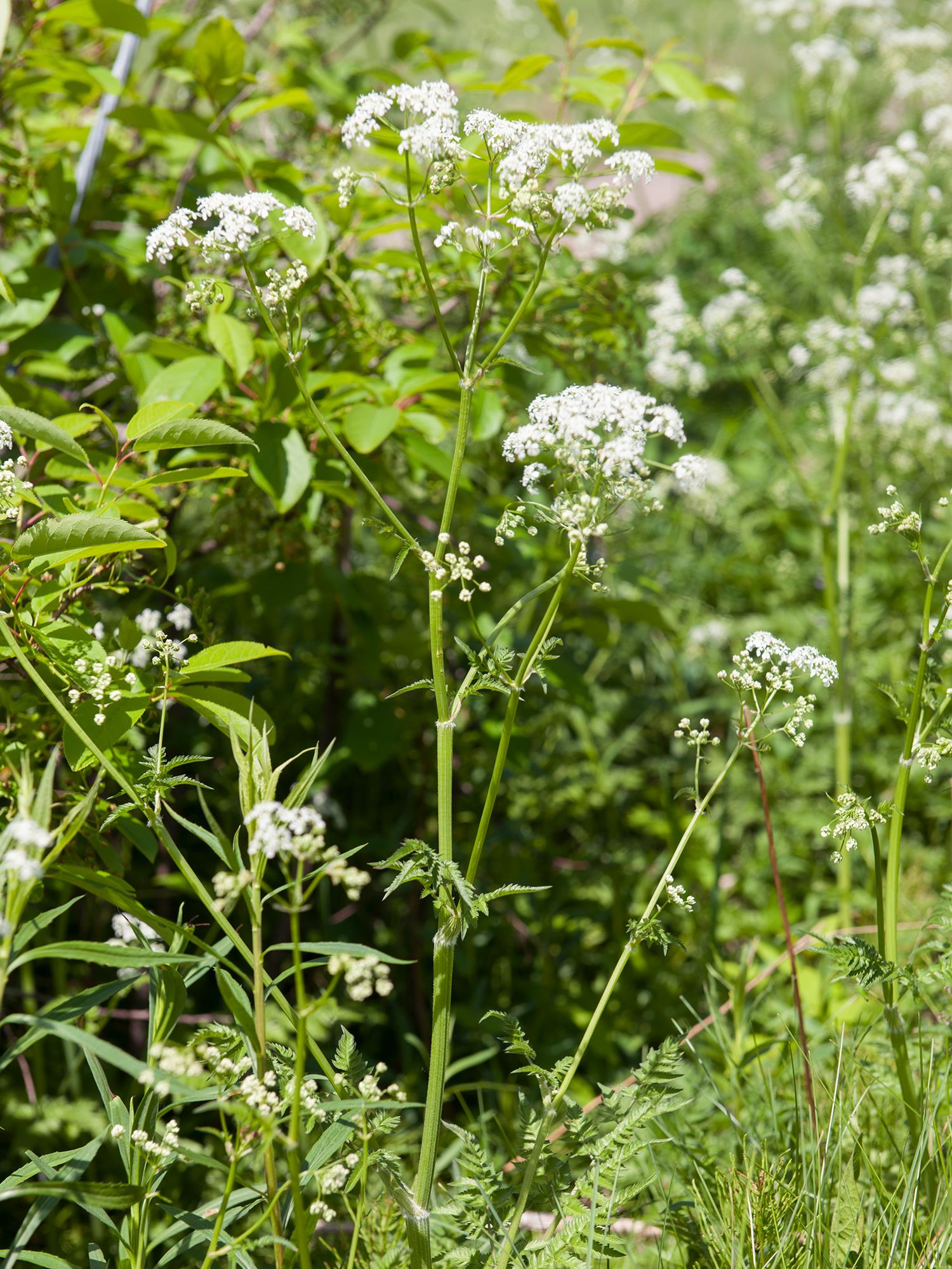 Laboratoire d'expertise et de diagnostic en phytoprotection - MAPAQ