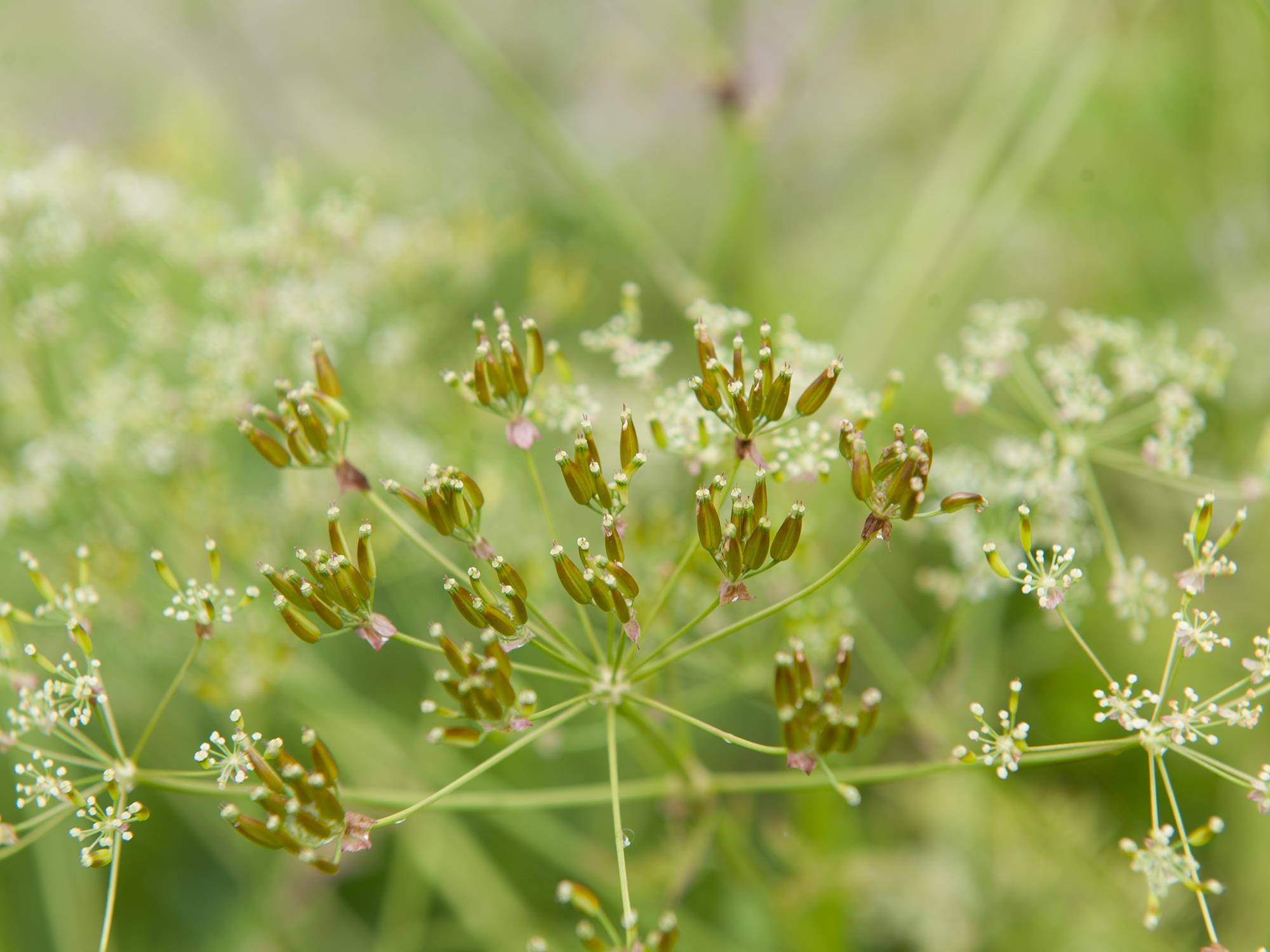 Laboratoire d'expertise et de diagnostic en phytoprotection - MAPAQ