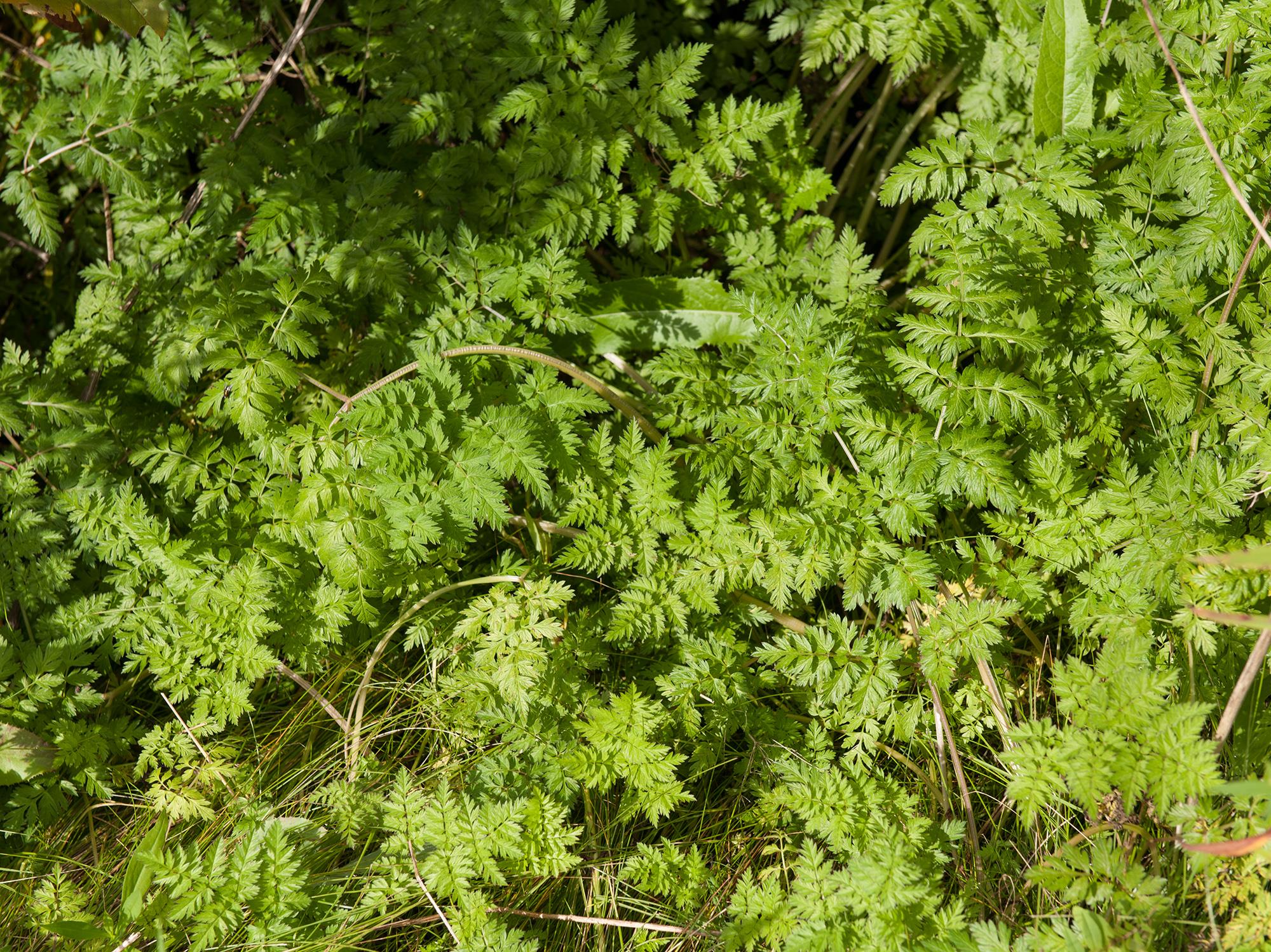 Laboratoire d'expertise et de diagnostic en phytoprotection - MAPAQ