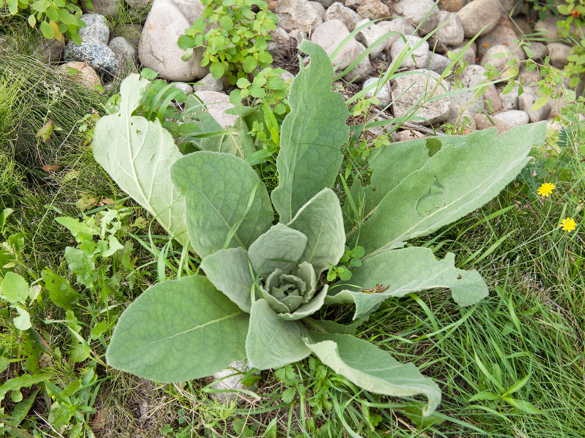 Laboratoire d'expertise et de diagnostic en phytoprotection - MAPAQ