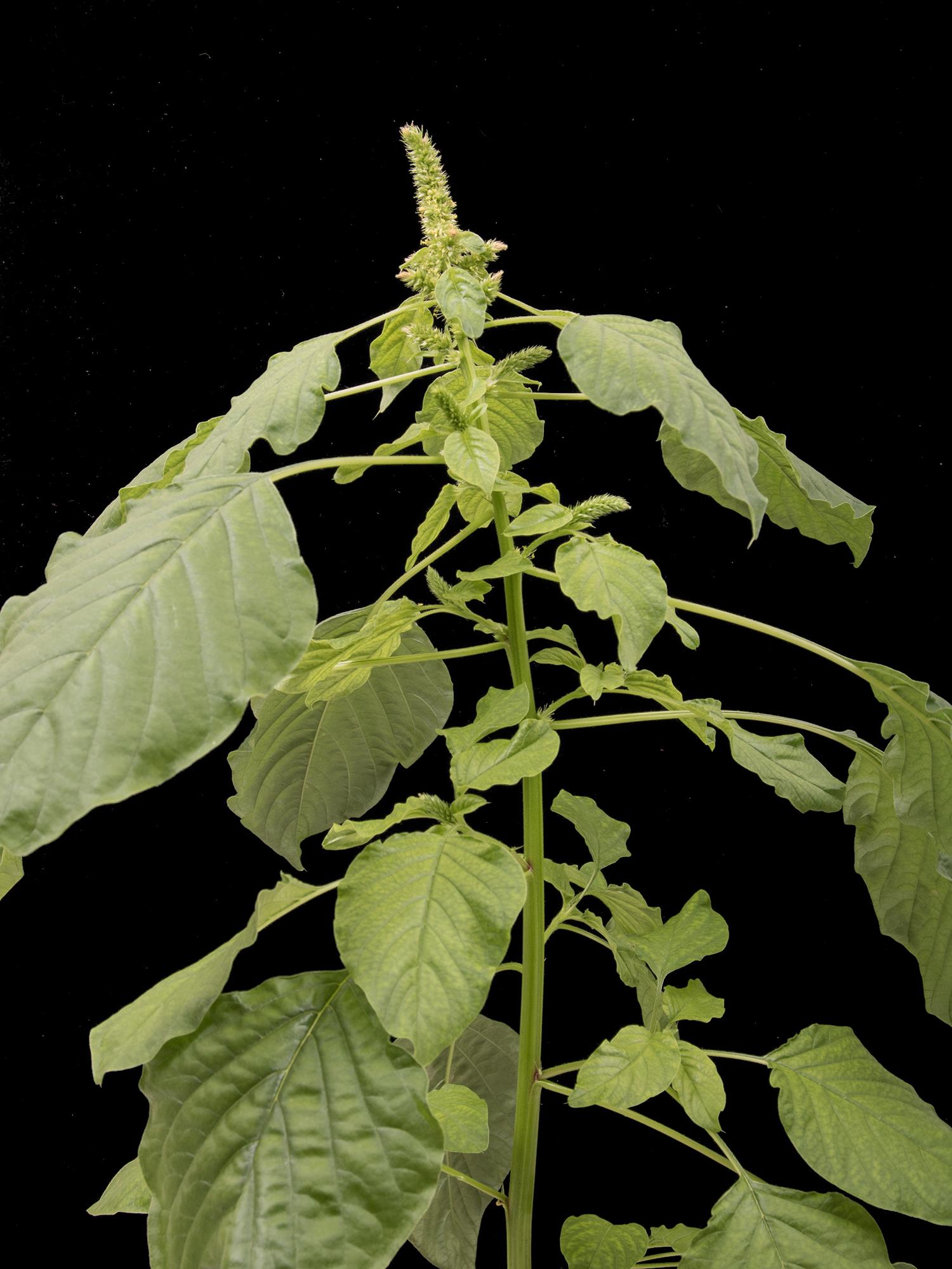 Laboratoire d'expertise et de diagnostic en phytoprotection - MAPAQ