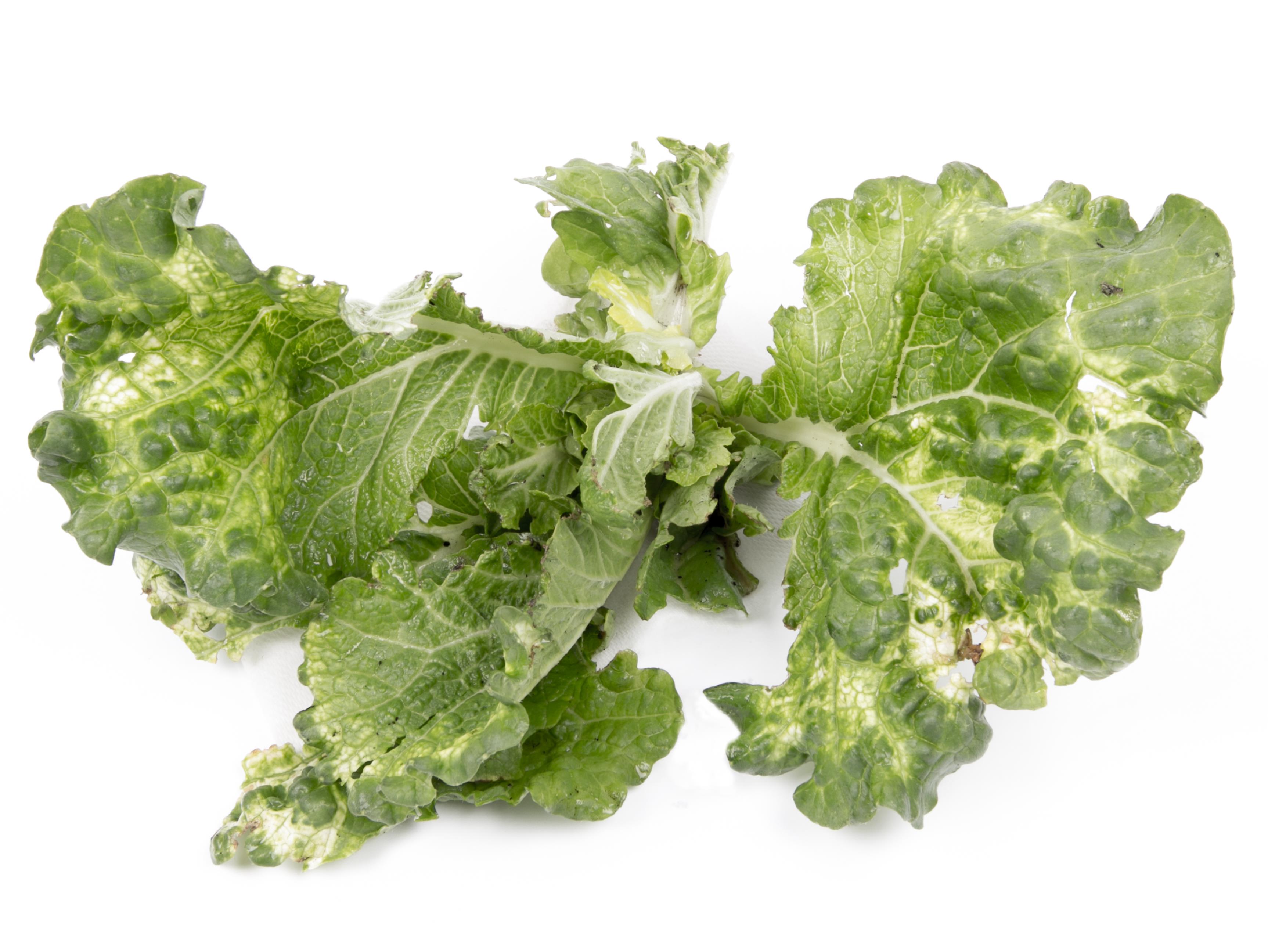 Laboratoire d'expertise et de diagnostic en phytoprotection - MAPAQ