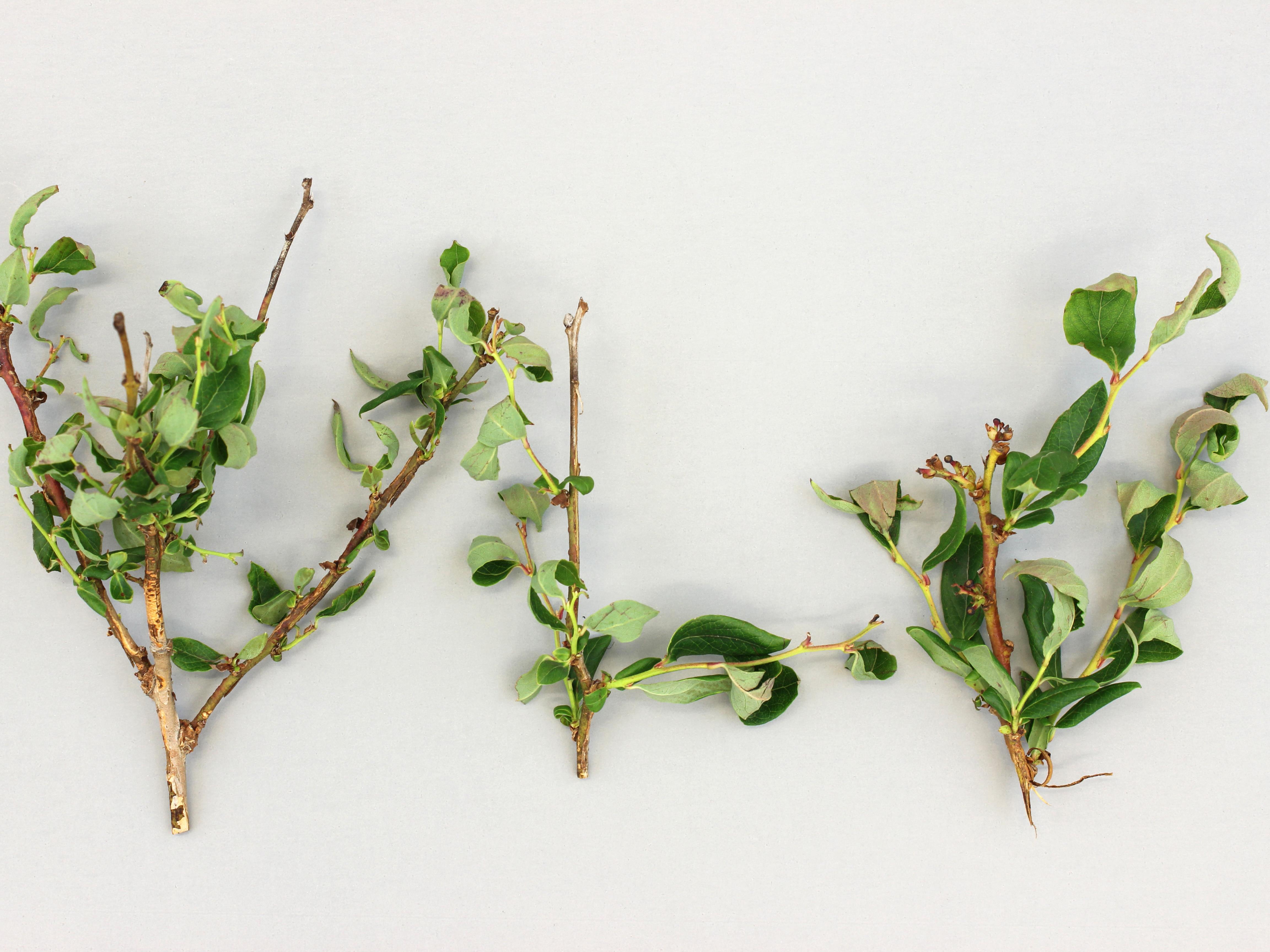 Laboratoire d'expertise et de diagnostic en phytoprotection - MAPAQ
