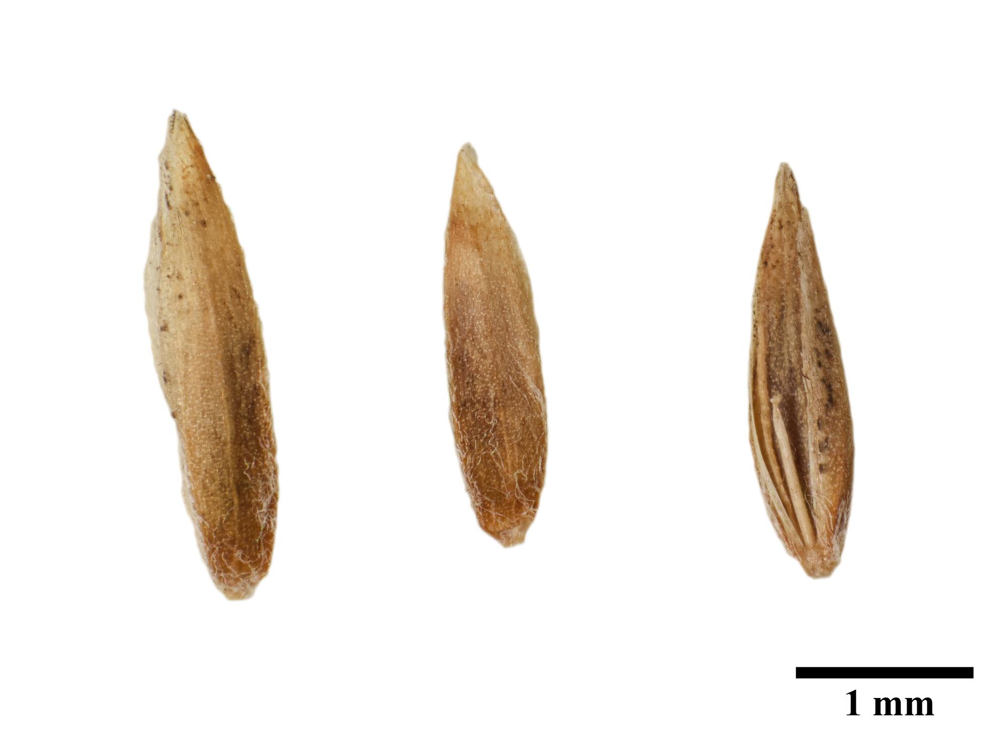 IRIIS phytoprotection Fiche technique, Pâturin des prés Kentucky