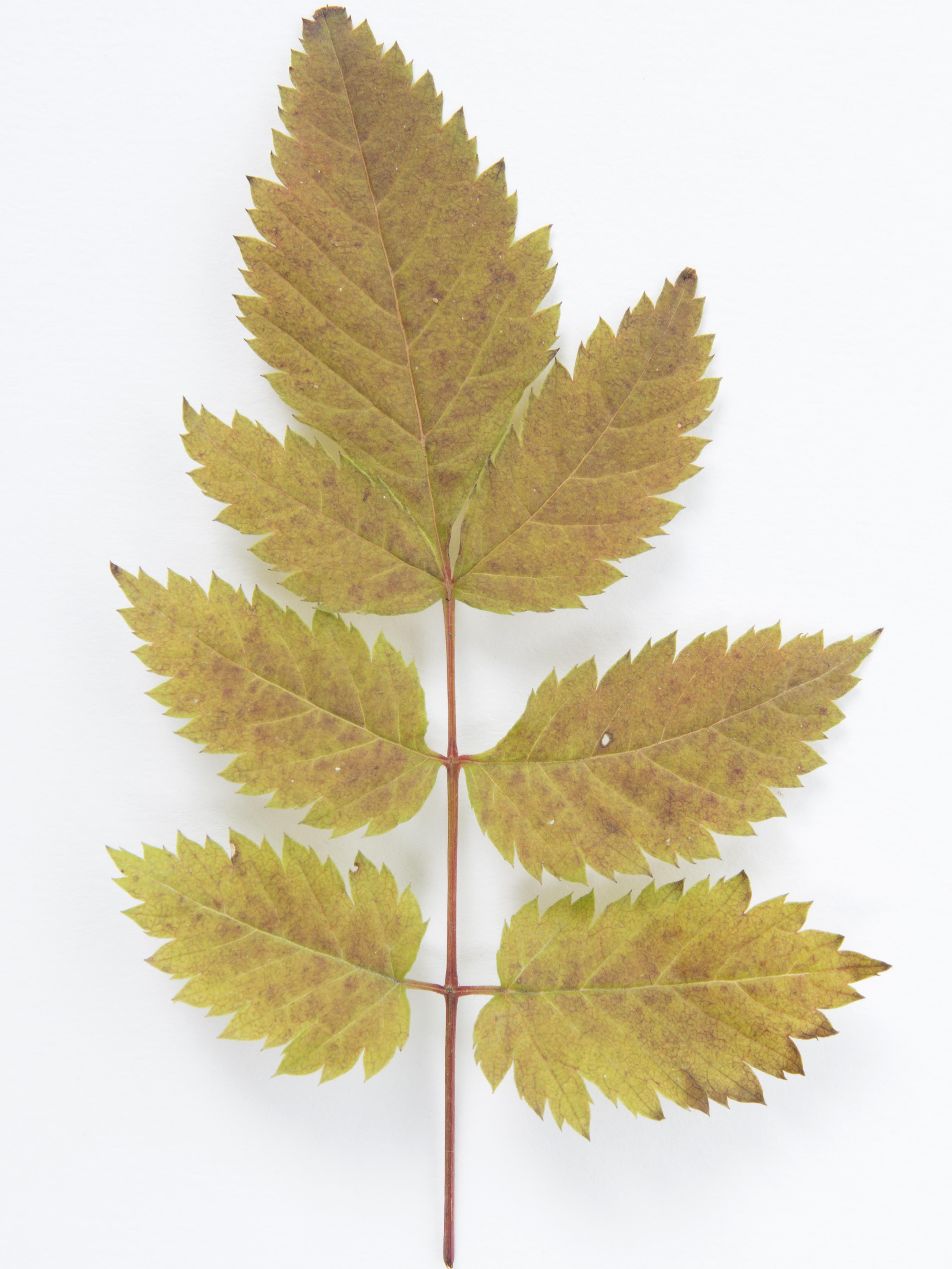 Laboratoire d'expertise et de diagnostic en phytoprotection - MAPAQ