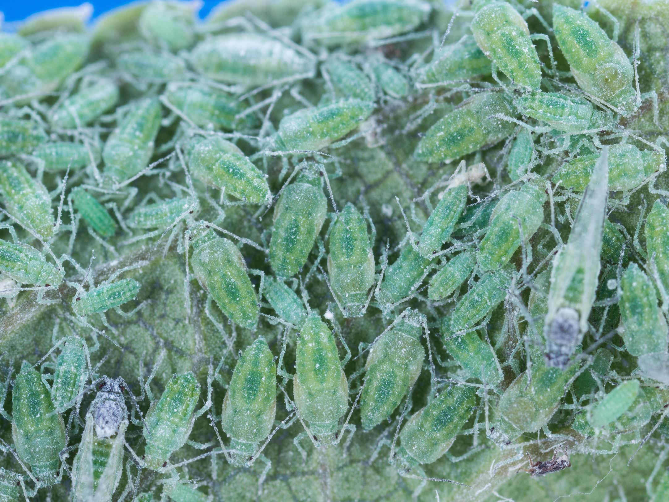 Laboratoire d'expertise et de diagnostic en phytoprotection - MAPAQ