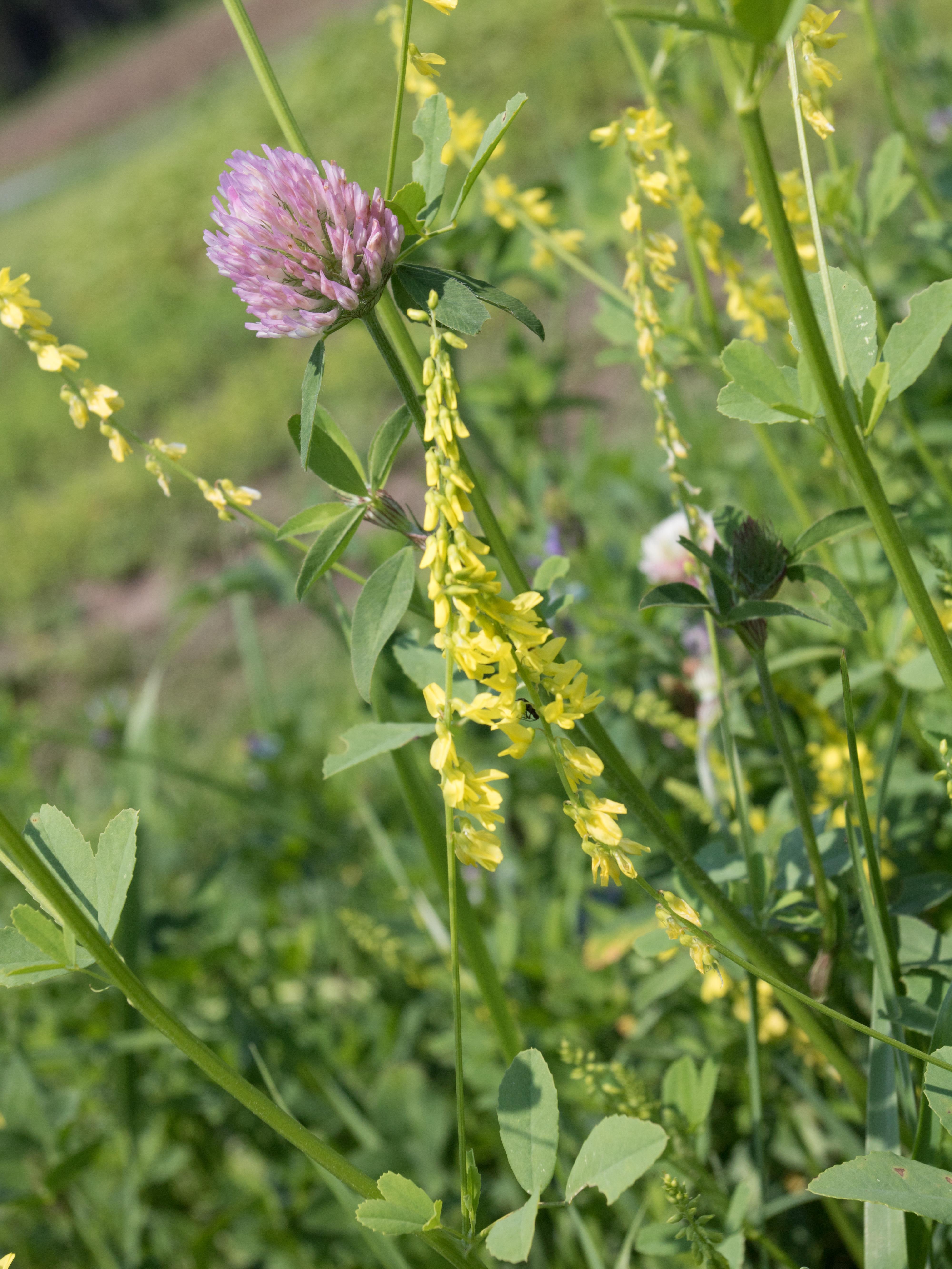 Laboratoire d'expertise et de diagnostic en phytoprotection - MAPAQ