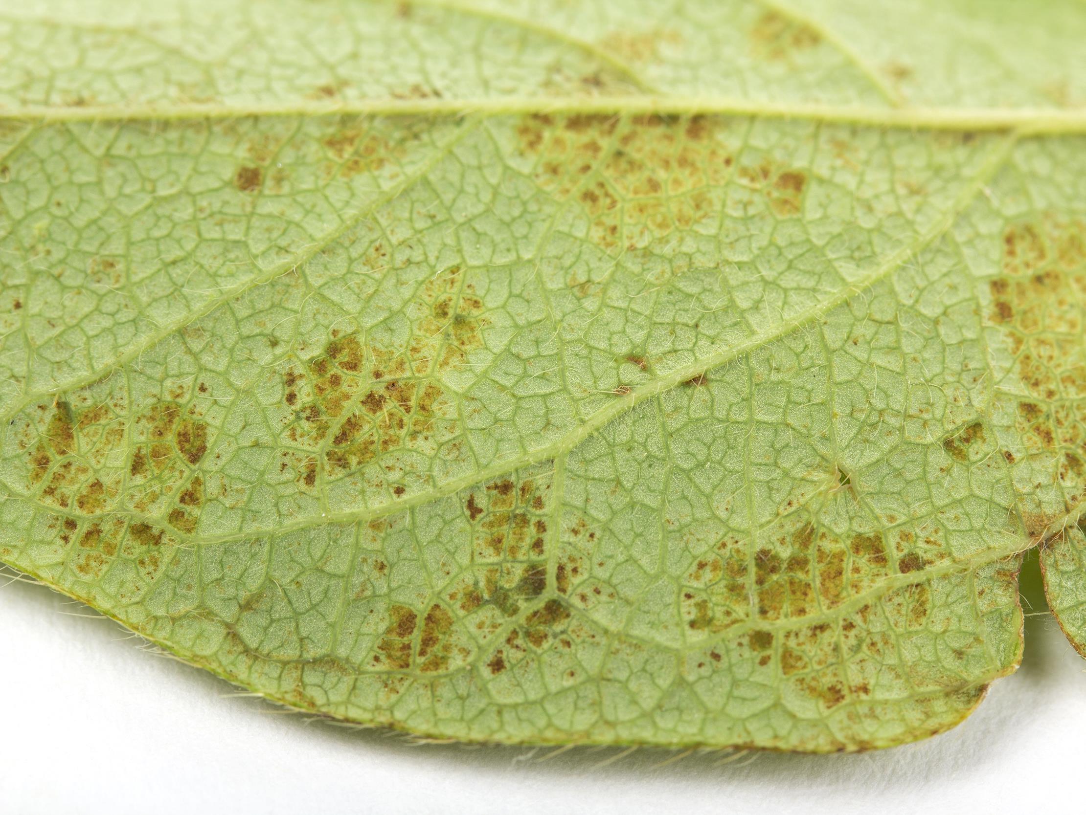 Laboratoire d'expertise et de diagnostic en phytoprotection - MAPAQ