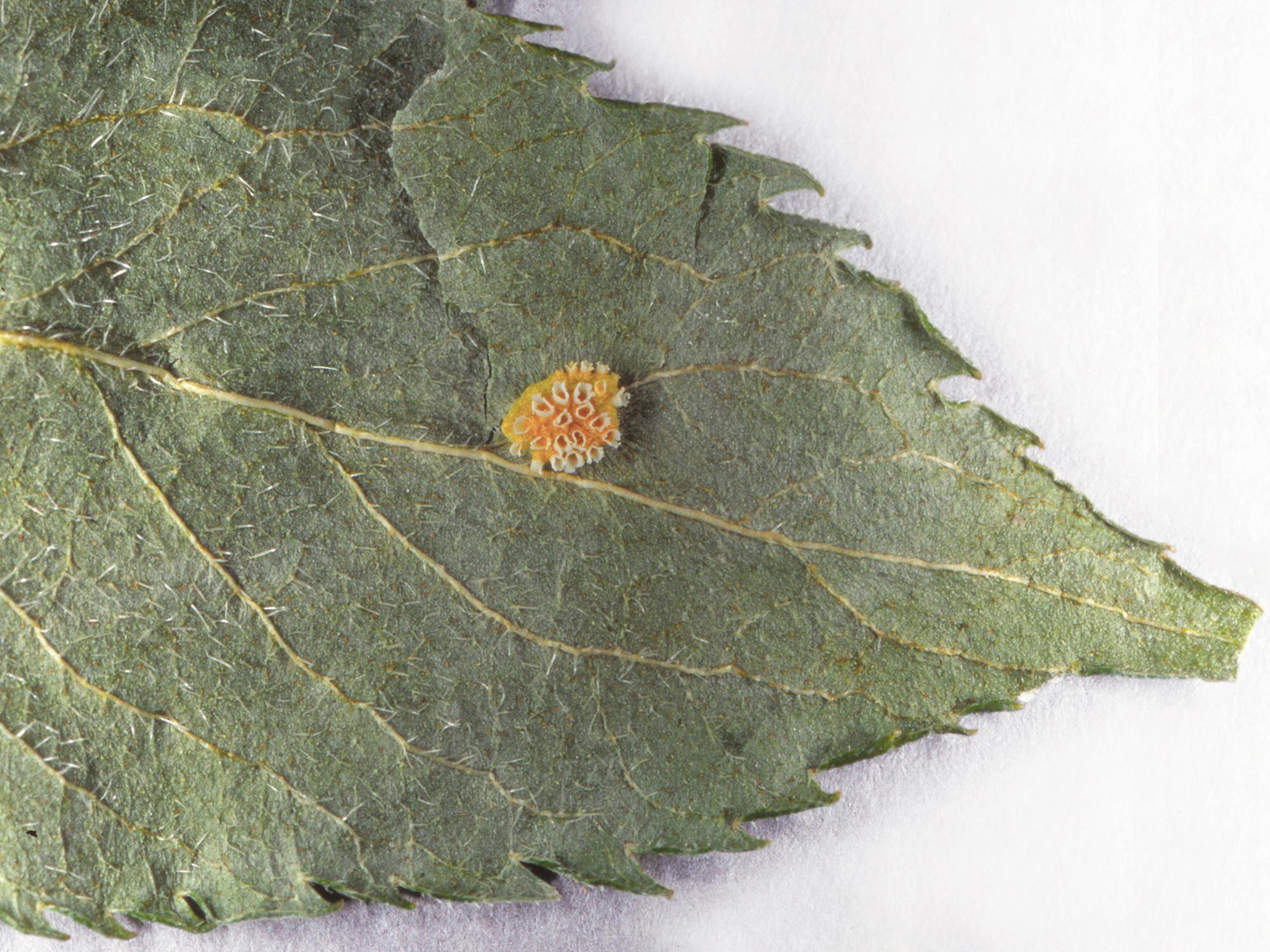 Laboratoire d'expertise et de diagnostic en phytoprotection - MAPAQ