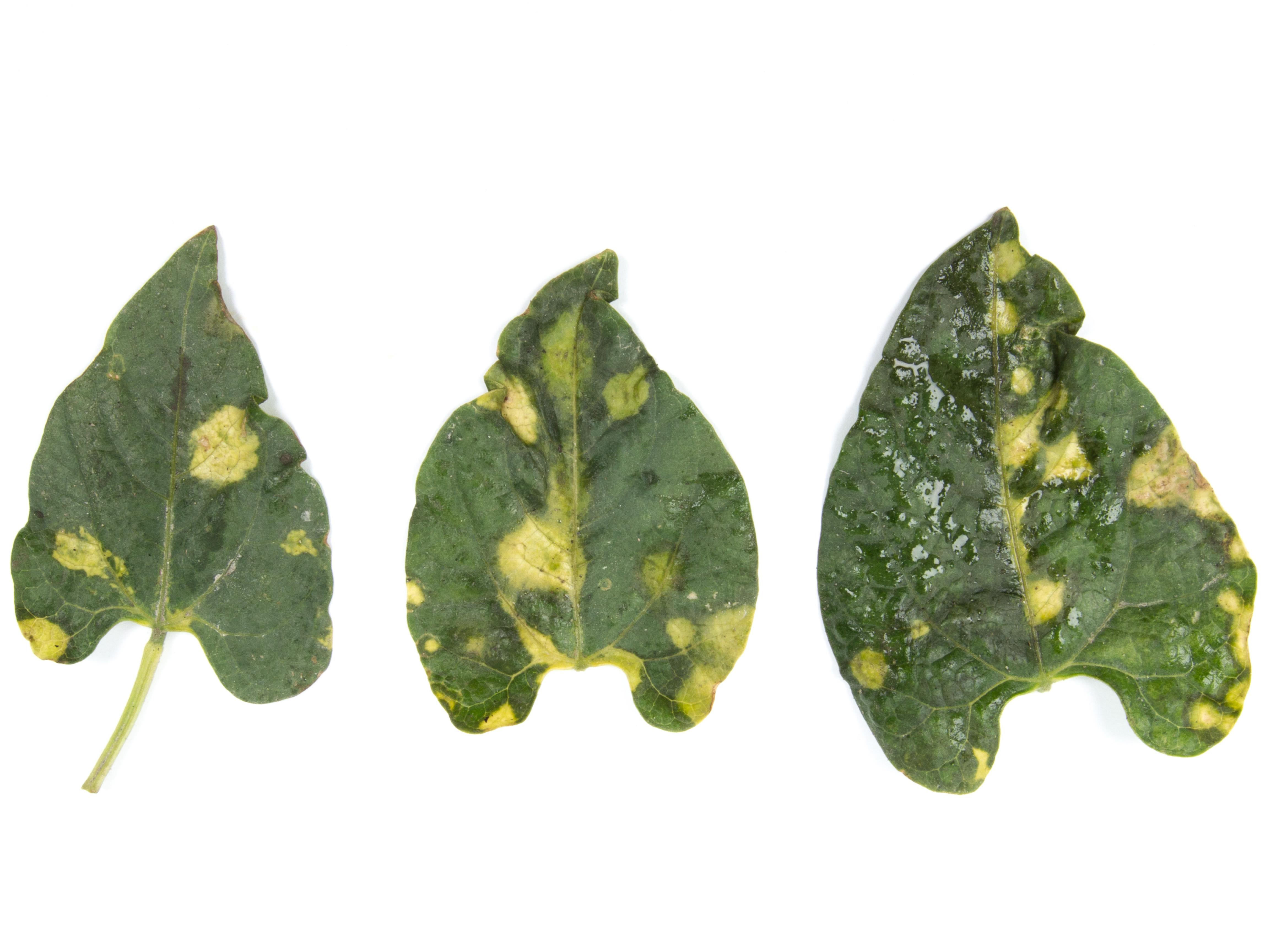 Laboratoire d'expertise et de diagnostic en phytoprotection - MAPAQ