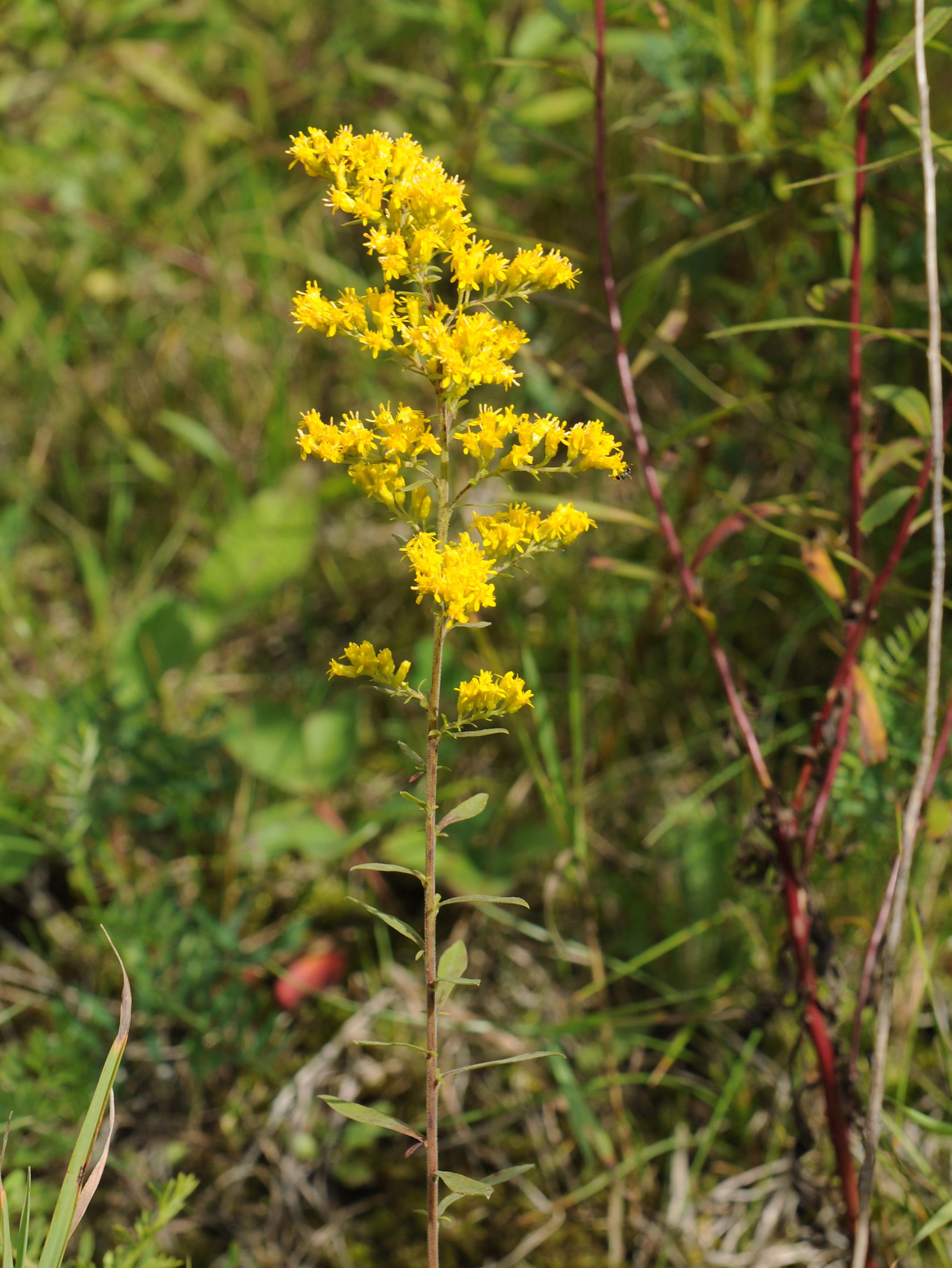 IRIIS phytoprotection Fiche technique, Verge d'or du Canada Canada goldenrod