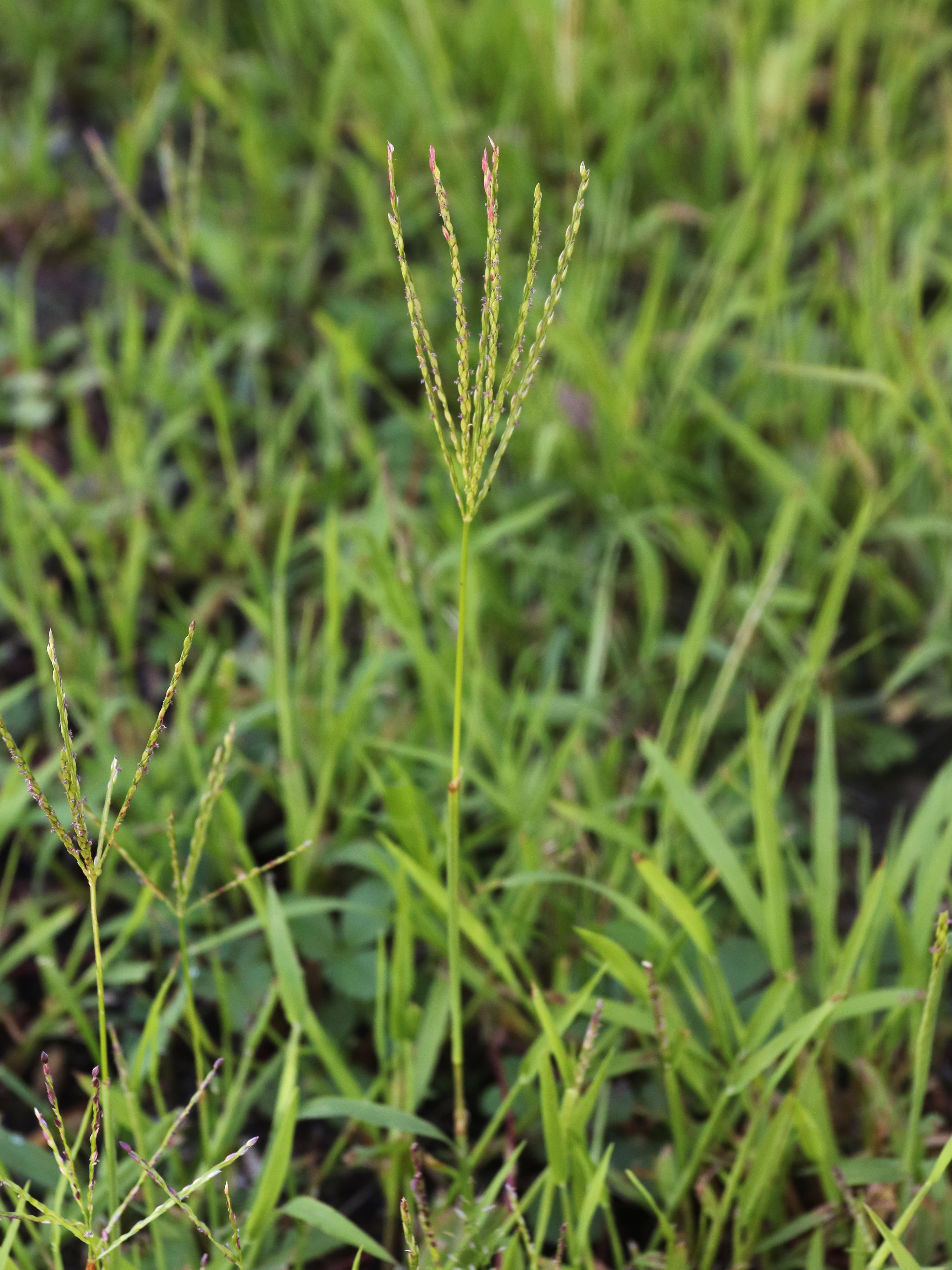 IRIIS phytoprotection Fiche technique, Digitaire sanguine Large