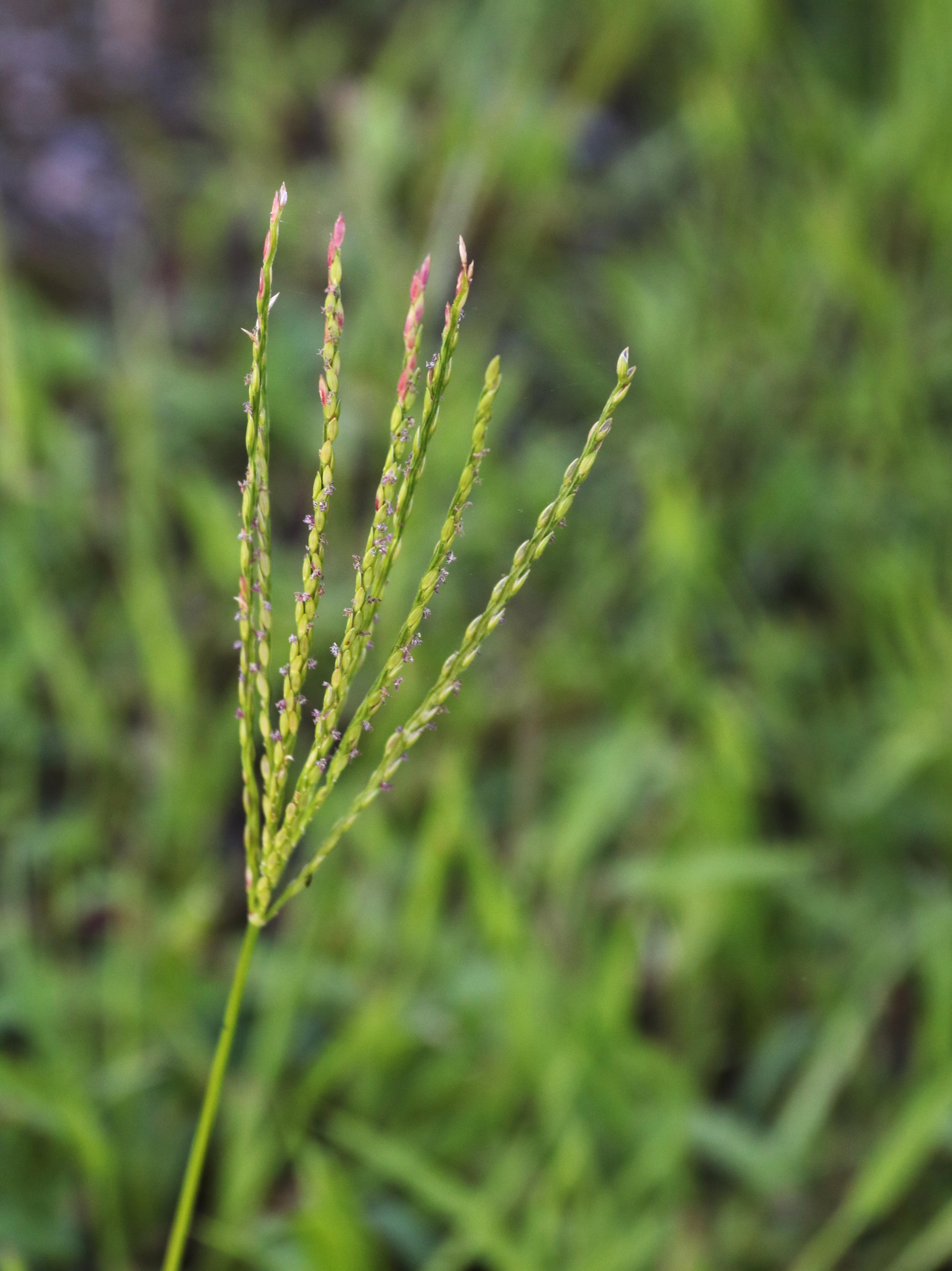 IRIIS phytoprotection Fiche technique, Digitaire sanguine Large