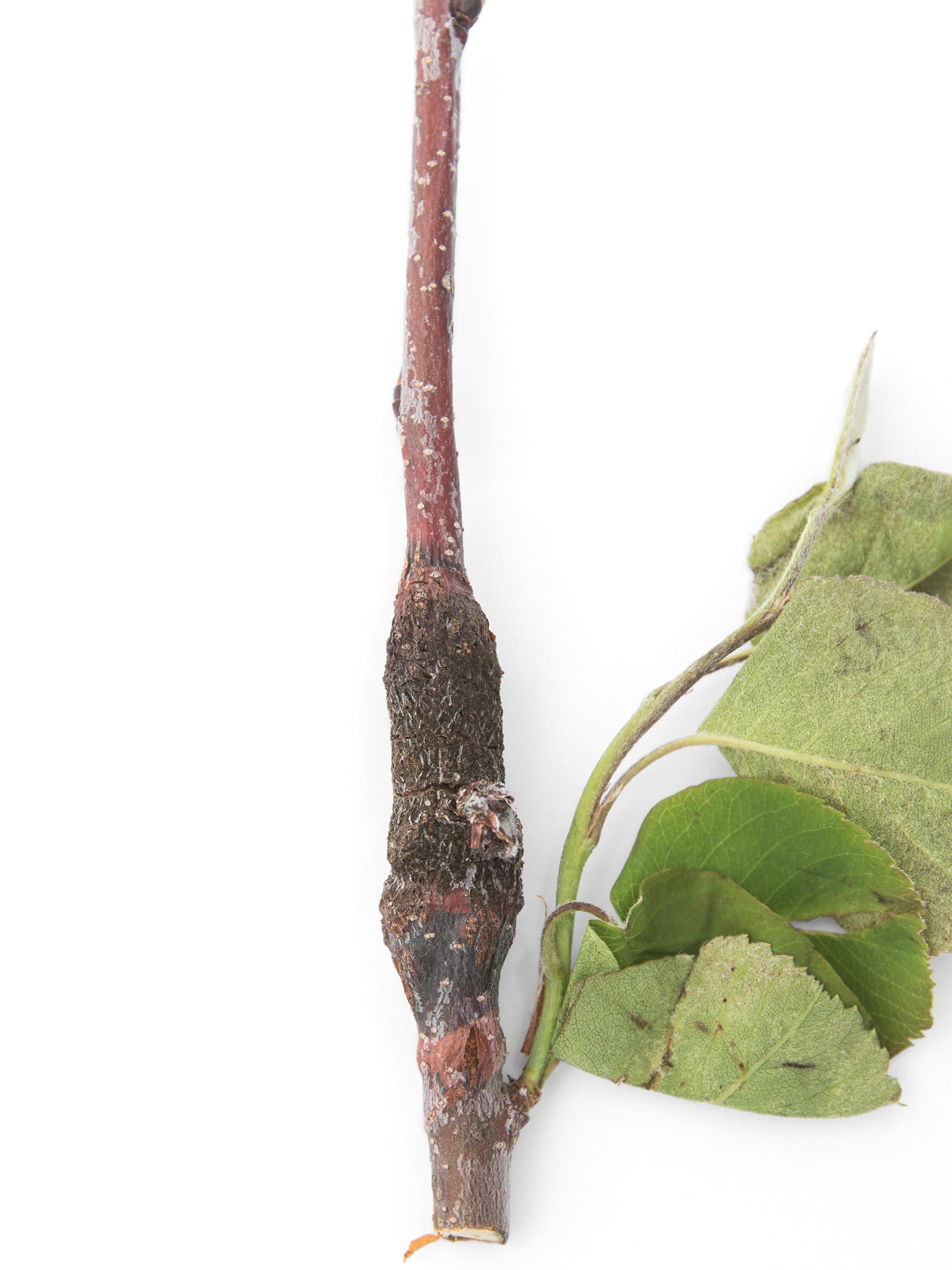 Laboratoire d'expertise et de diagnostic en phytoprotection - MAPAQ