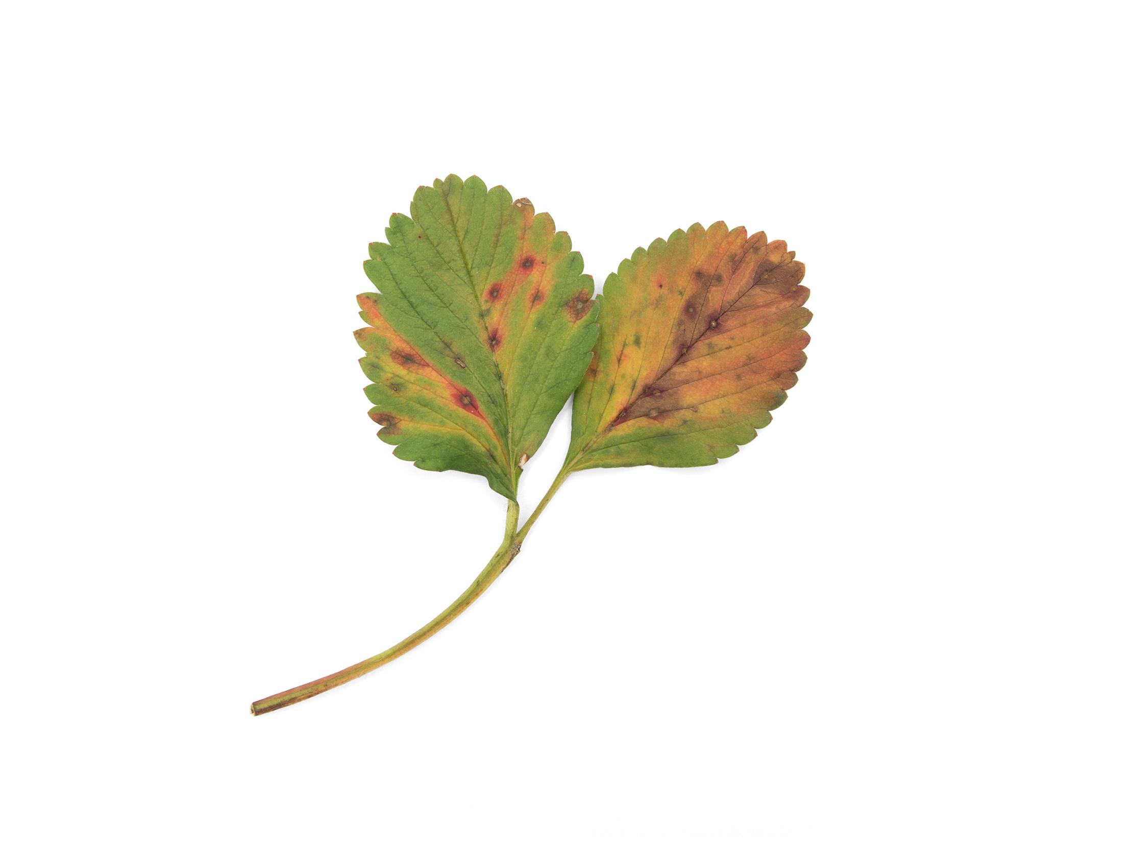 Laboratoire d'expertise et de diagnostic en phytoprotection - MAPAQ