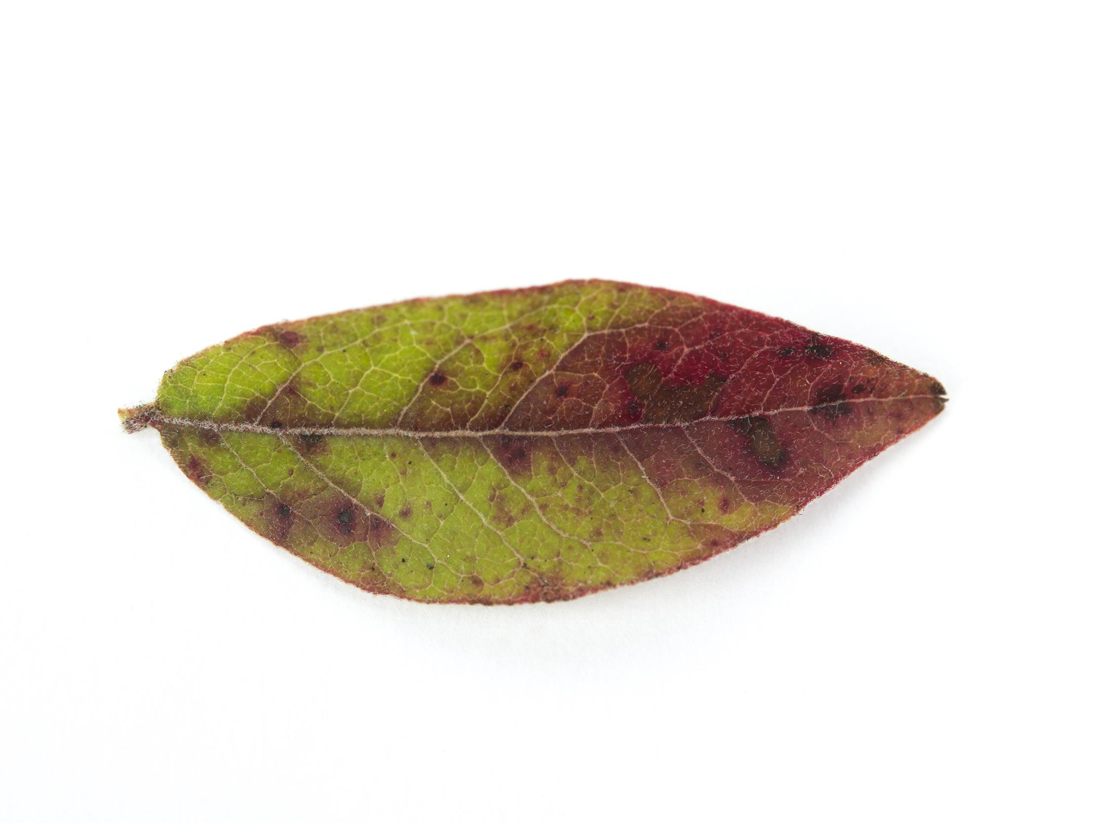 Laboratoire d'expertise et de diagnostic en phytoprotection - MAPAQ