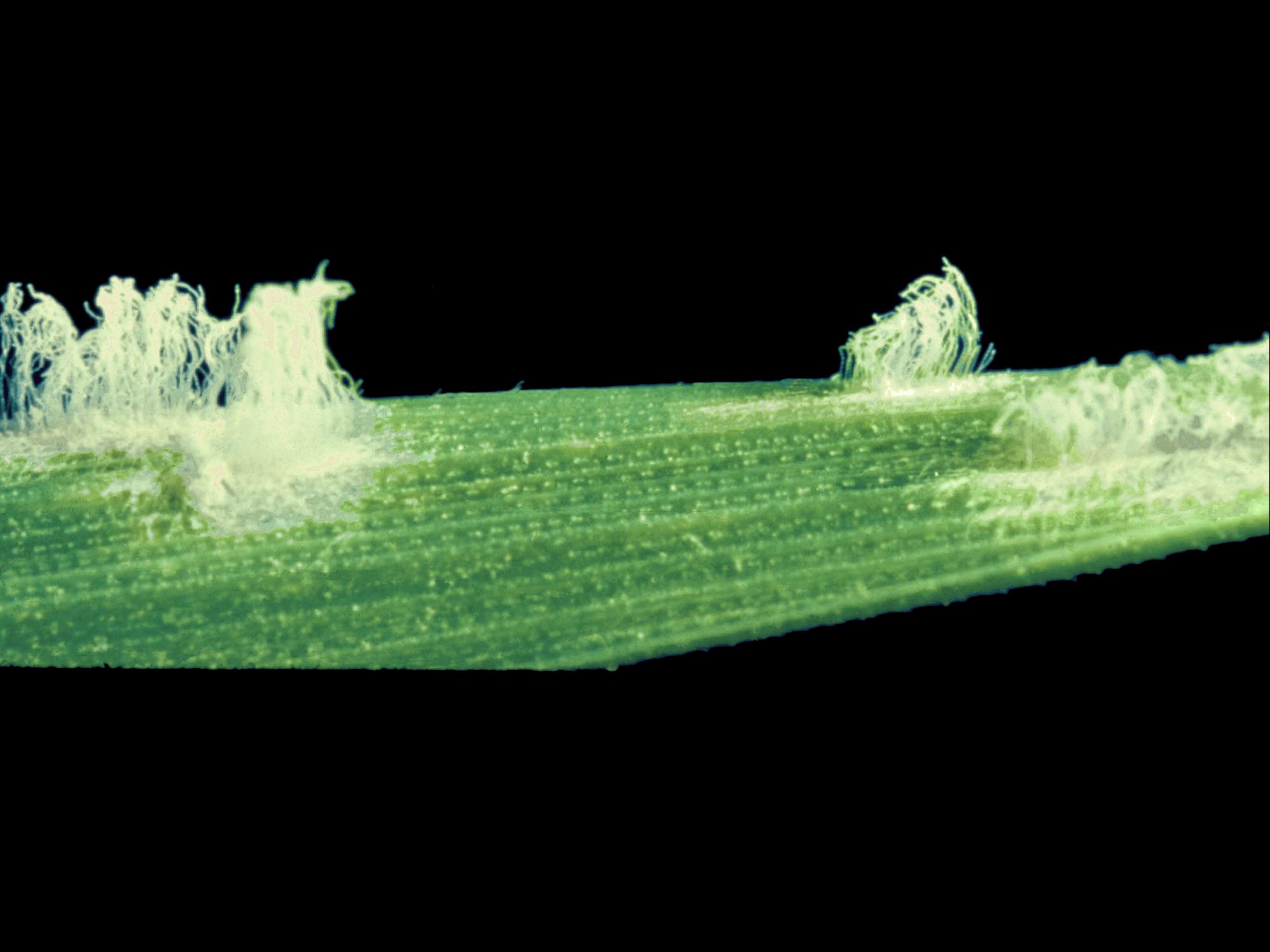 Laboratoire d'expertise et de diagnostic en phytoprotection - MAPAQ