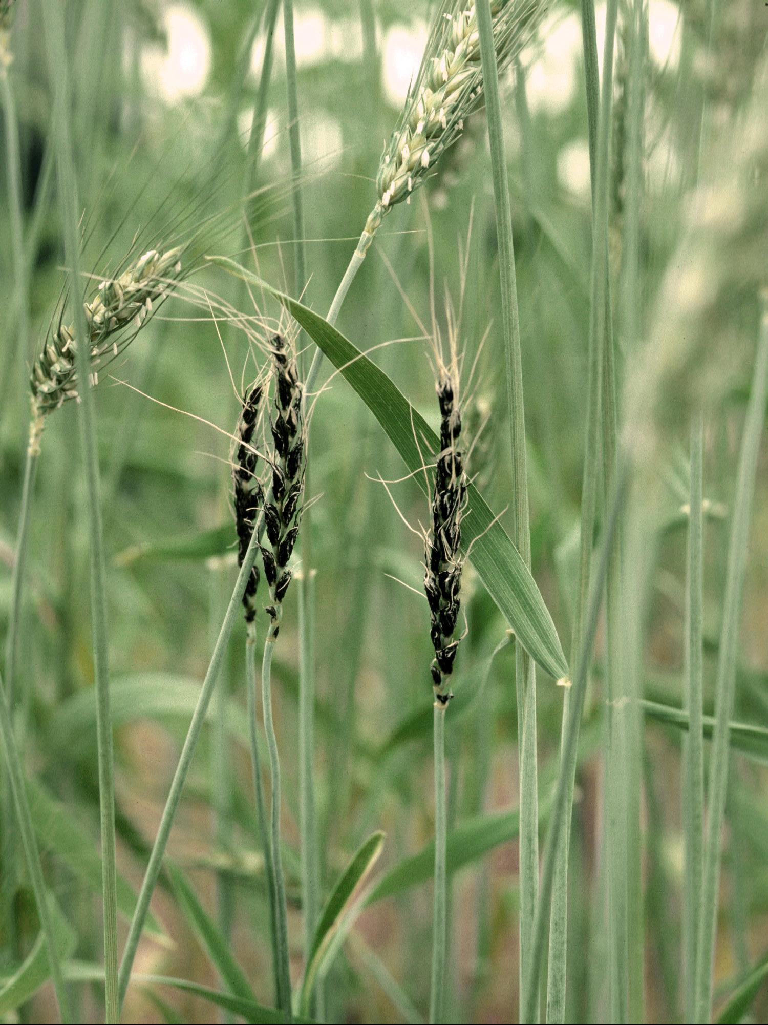Laboratoire d'expertise et de diagnostic en phytoprotection - MAPAQ