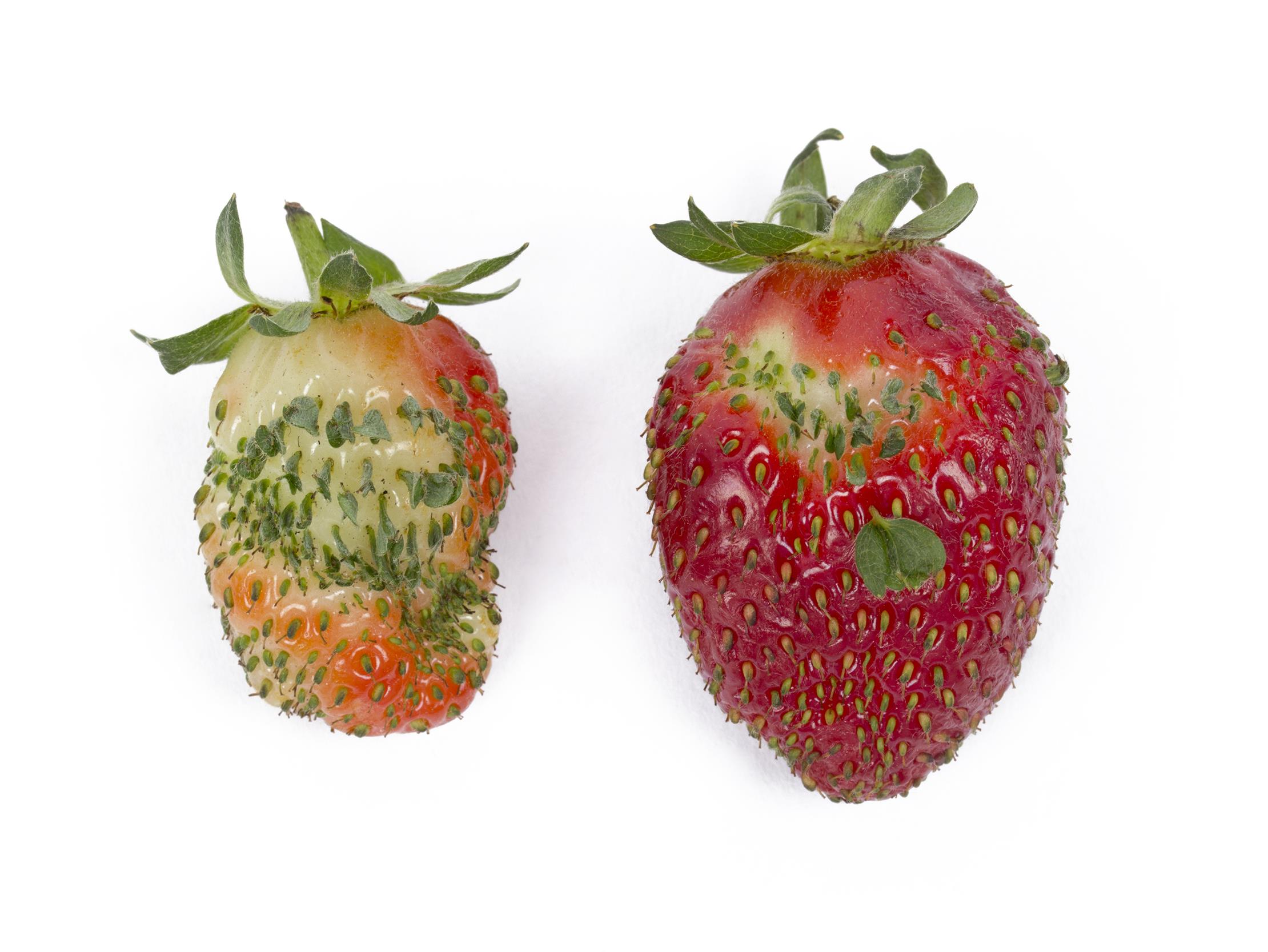 Laboratoire d'expertise et de diagnostic en phytoprotection - MAPAQ