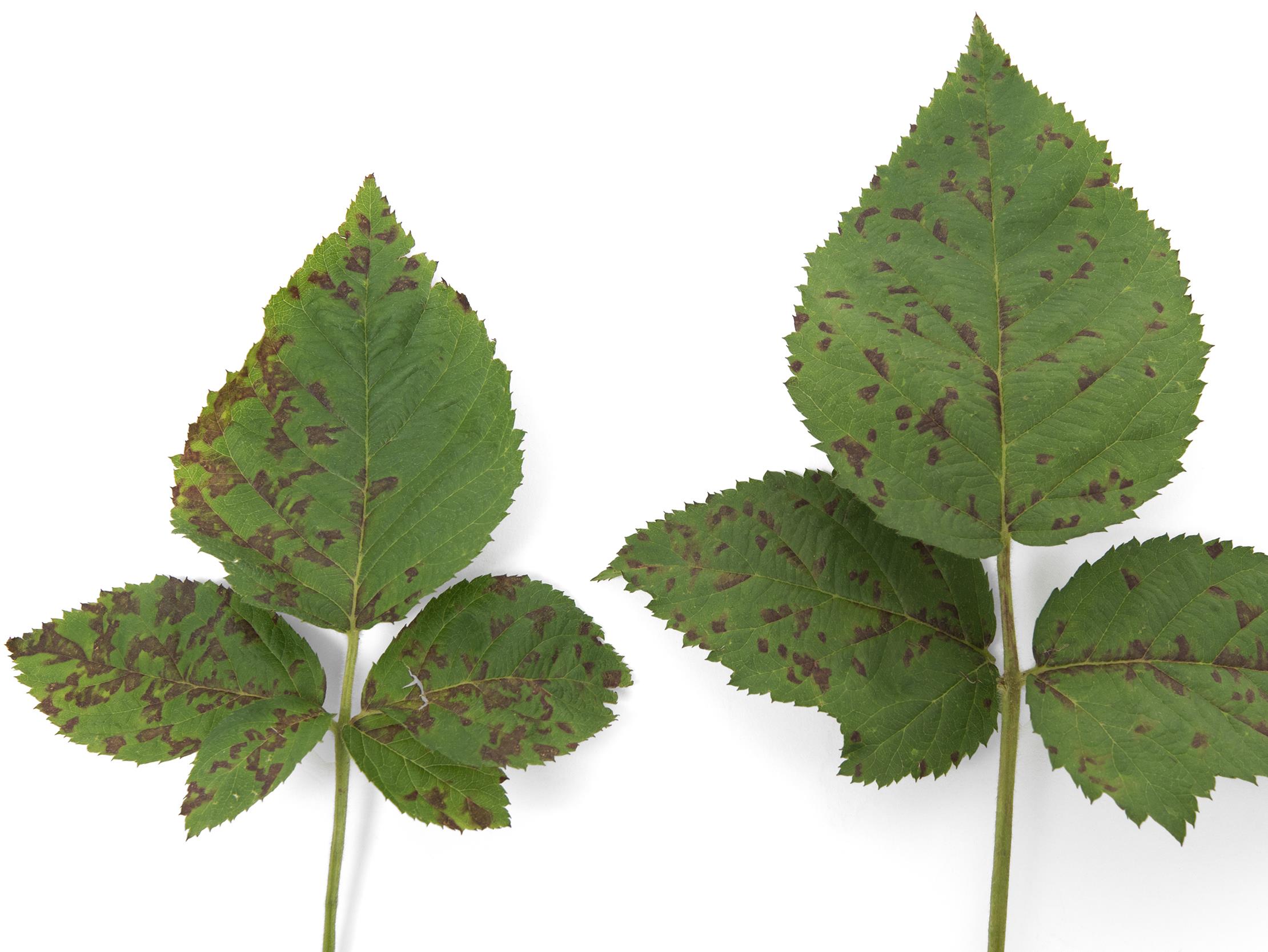 Laboratoire d'expertise et de diagnostic en phytoprotection - MAPAQ