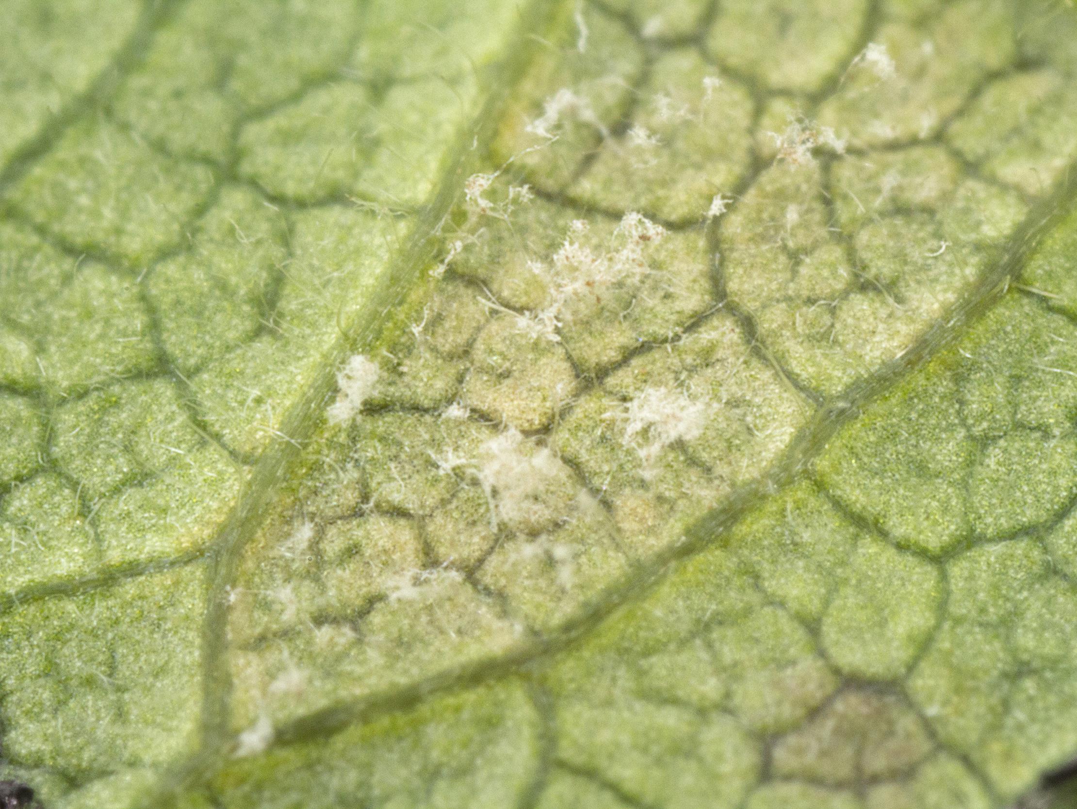Laboratoire d'expertise et de diagnostic en phytoprotection - MAPAQ