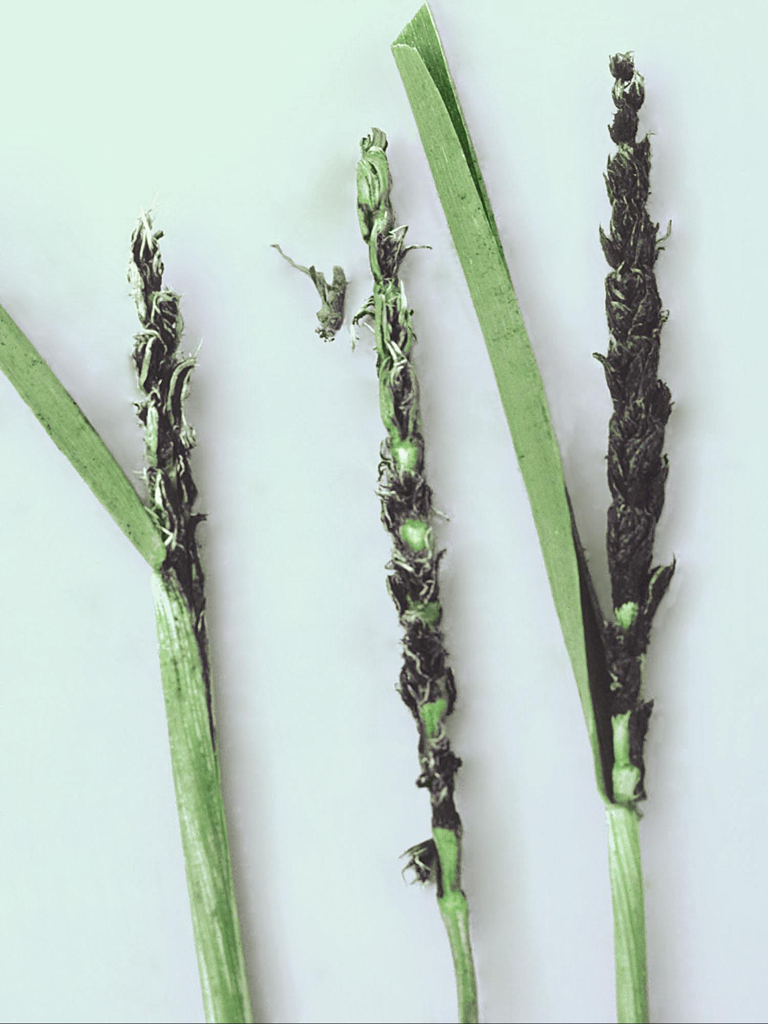 Laboratoire d'expertise et de diagnostic en phytoprotection - MAPAQ