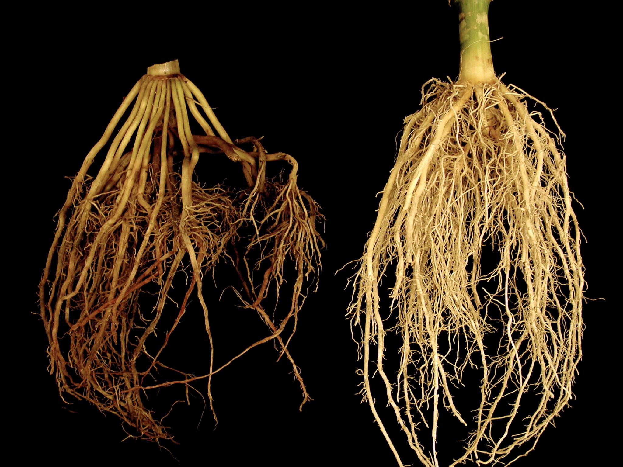 Laboratoire d'expertise et de diagnostic en phytoprotection - MAPAQ