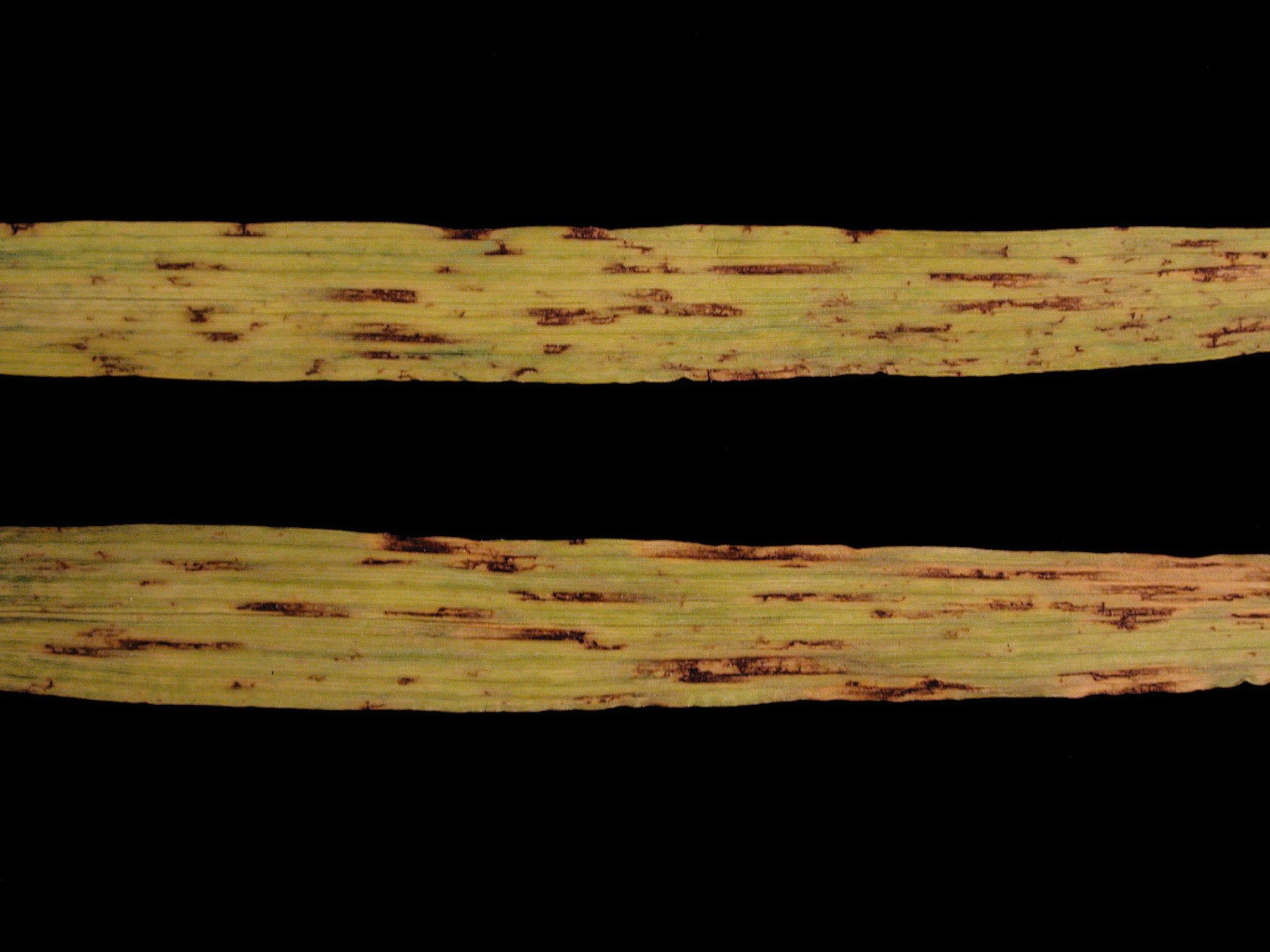 Laboratoire d'expertise et de diagnostic en phytoprotection - MAPAQ