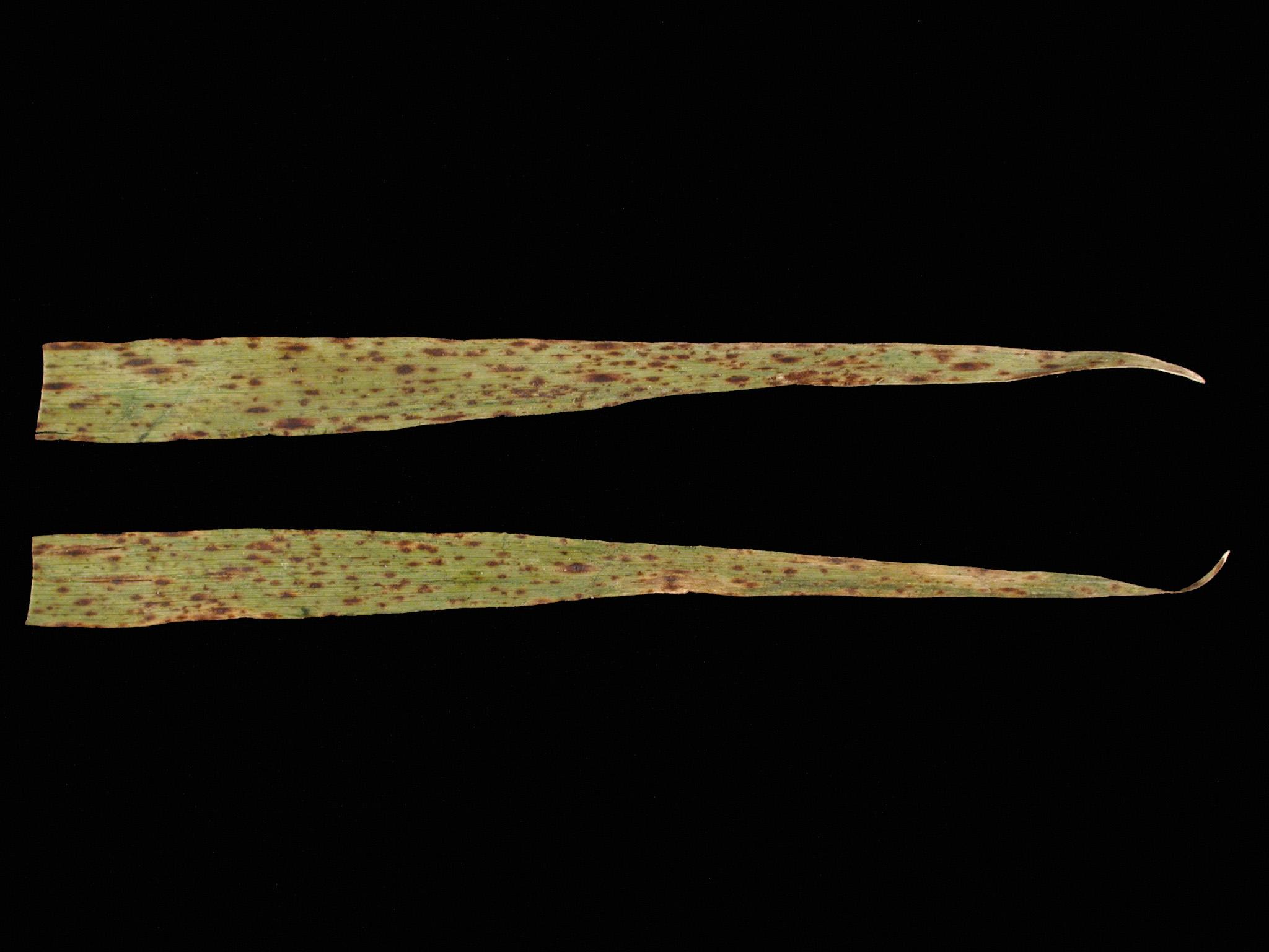 helminthosporium sativum szemölcsök és jelei