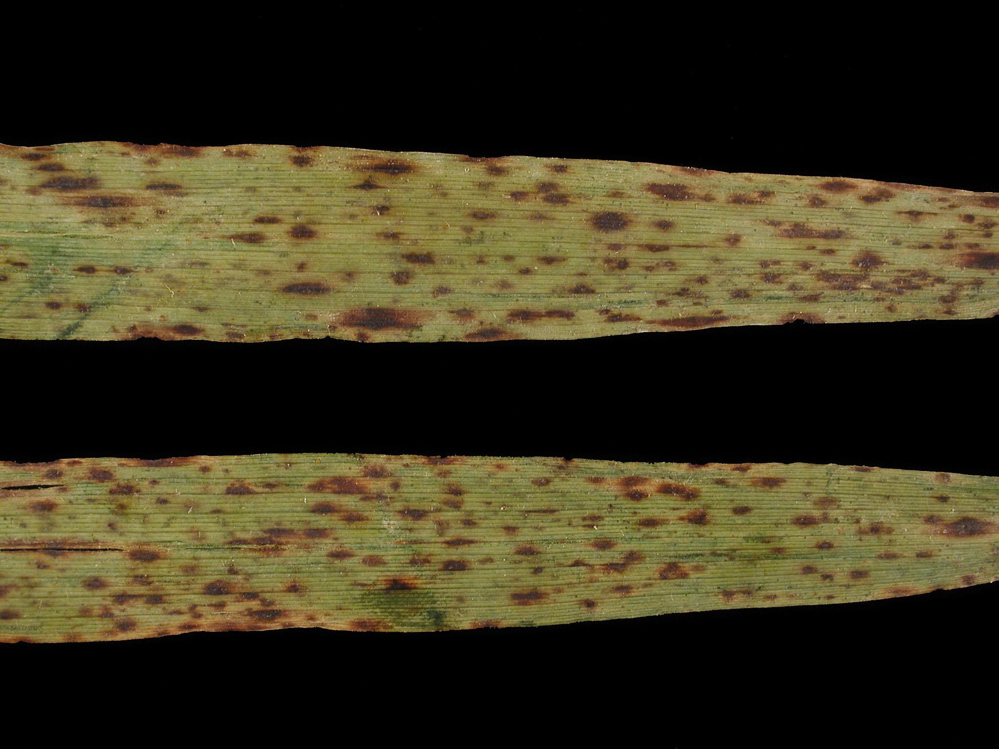 Laboratoire d'expertise et de diagnostic en phytoprotection - MAPAQ