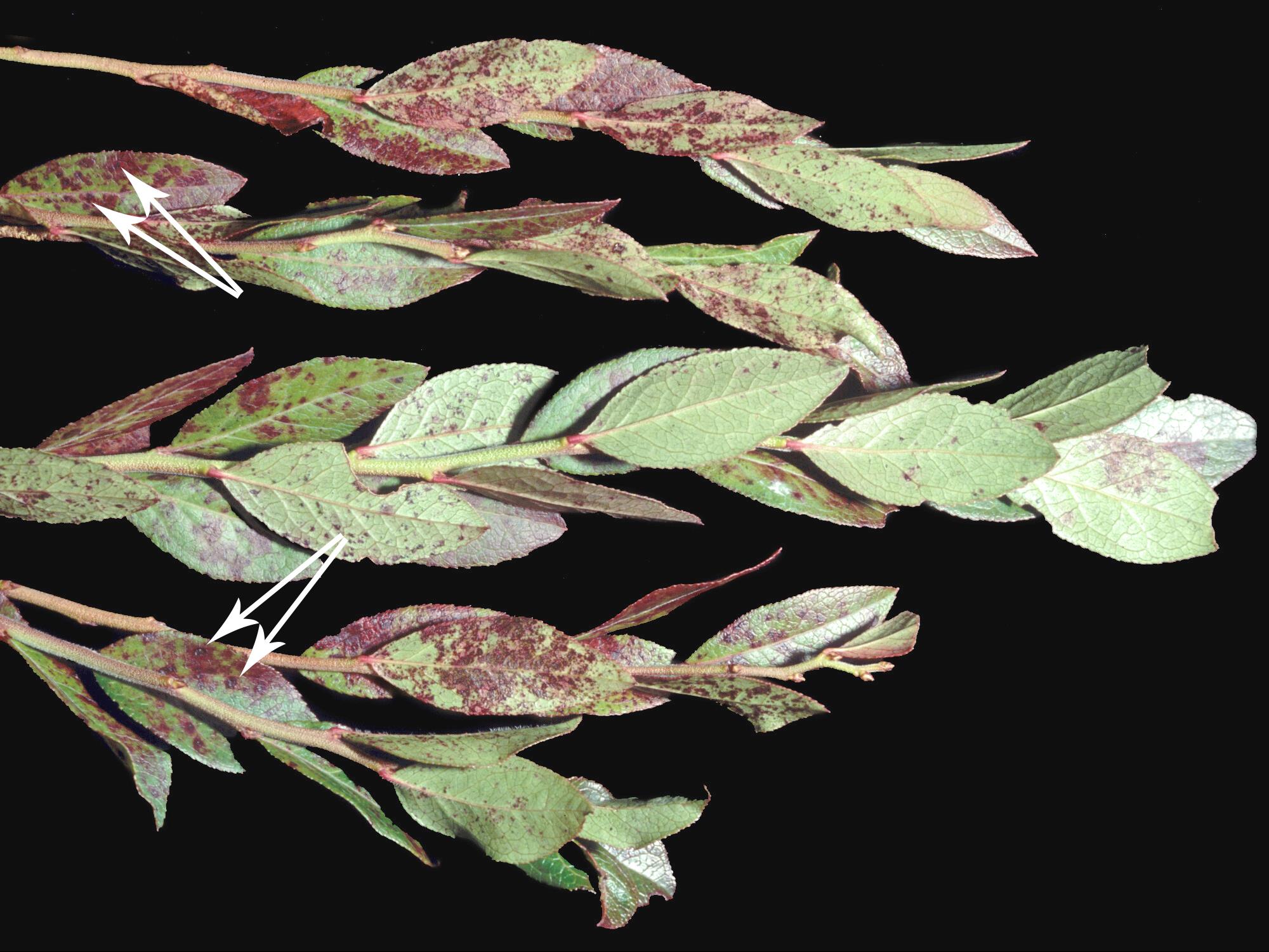 Laboratoire d'expertise et de diagnostic en phytoprotection - MAPAQ