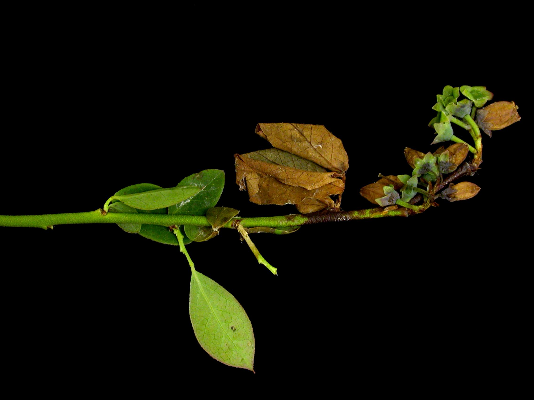 Laboratoire d'expertise et de diagnostic en phytoprotection - MAPAQ