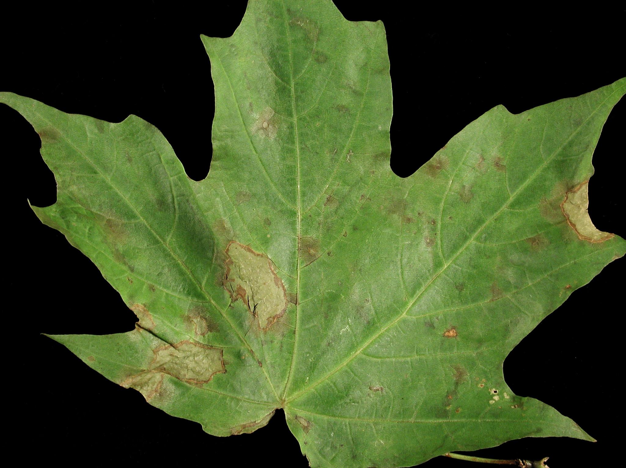 Laboratoire d'expertise et de diagnostic en phytoprotection - MAPAQ