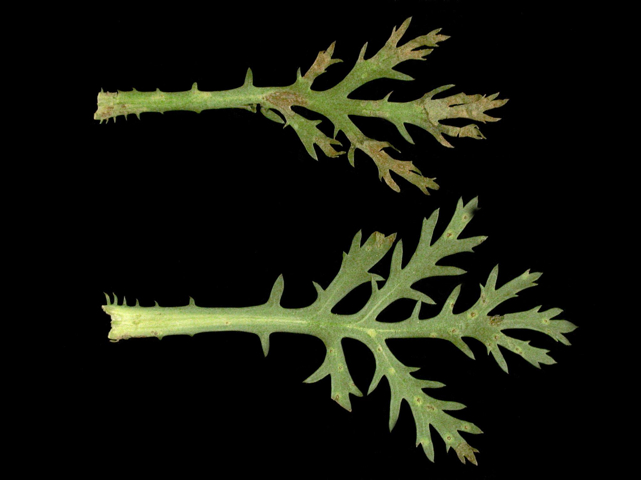 Laboratoire d'expertise et de diagnostic en phytoprotection - MAPAQ