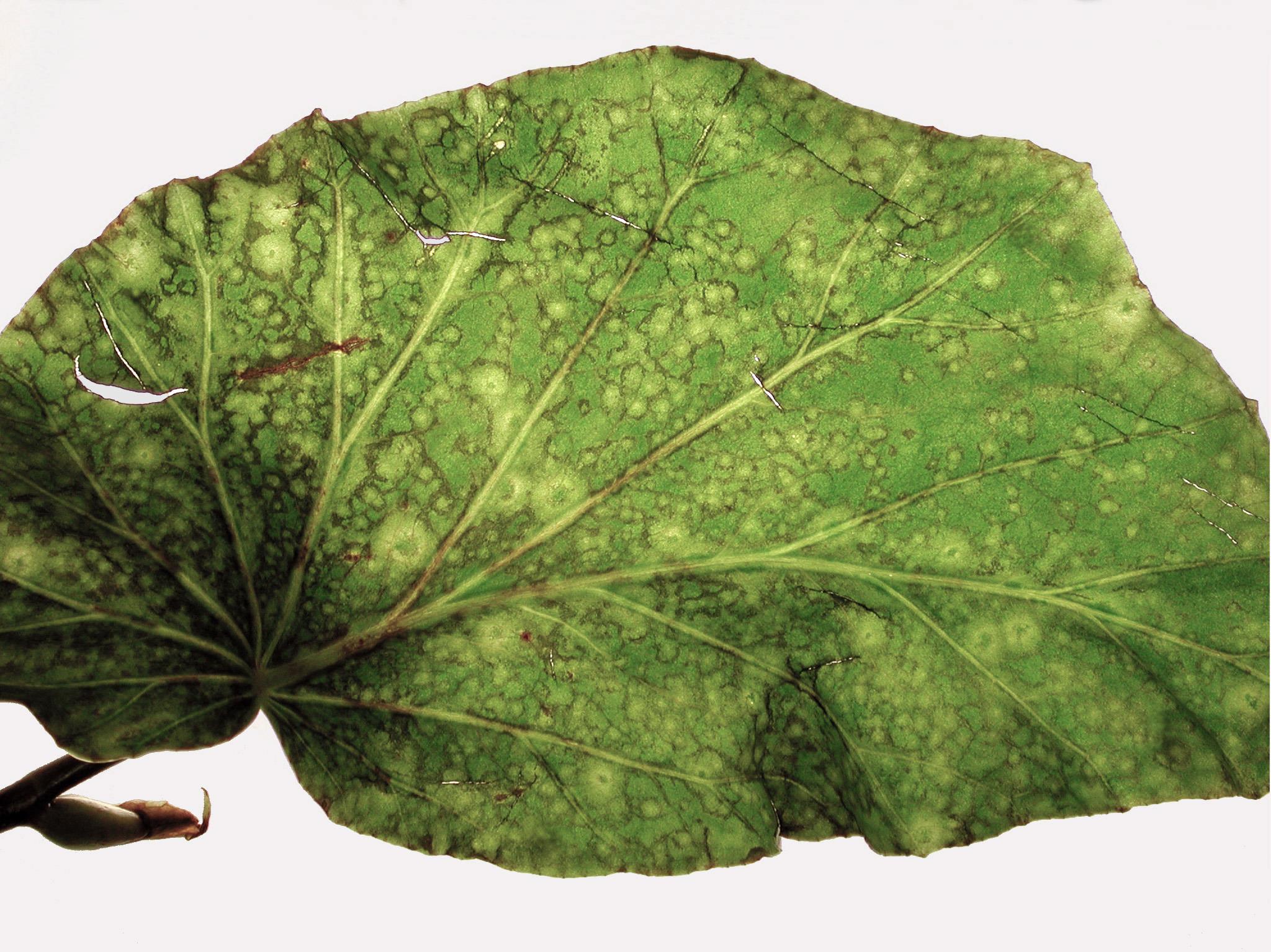 Laboratoire d'expertise et de diagnostic en phytoprotection - MAPAQ
