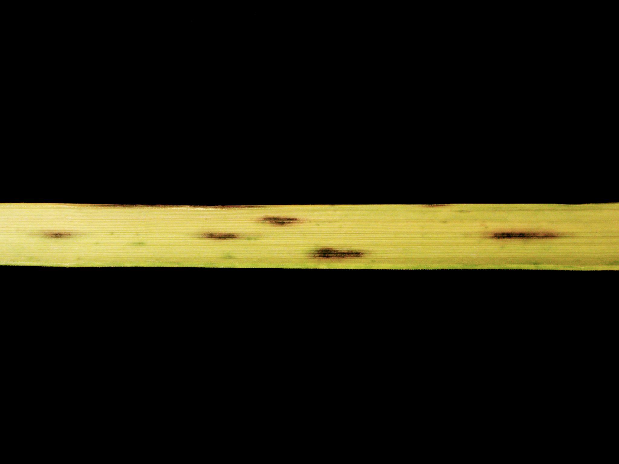 Laboratoire d'expertise et de diagnostic en phytoprotection - MAPAQ
