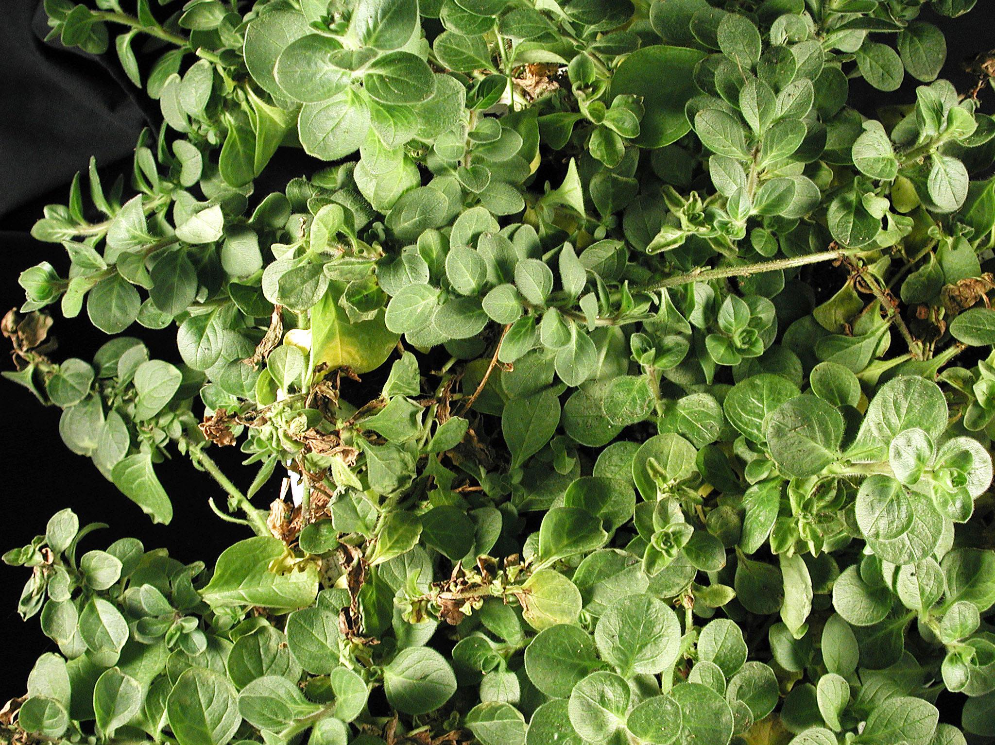 Laboratoire d'expertise et de diagnostic en phytoprotection - MAPAQ