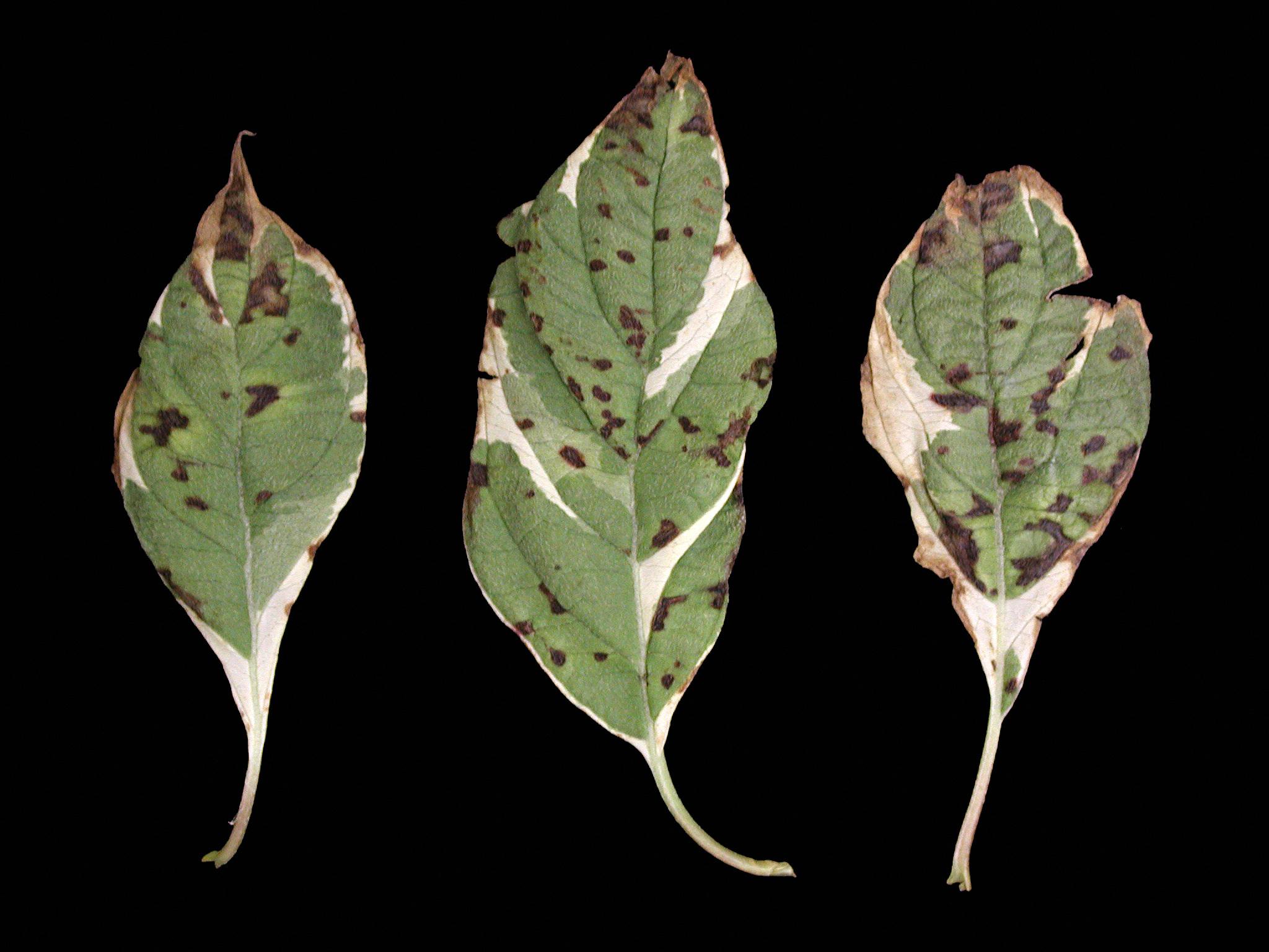 Laboratoire d'expertise et de diagnostic en phytoprotection - MAPAQ