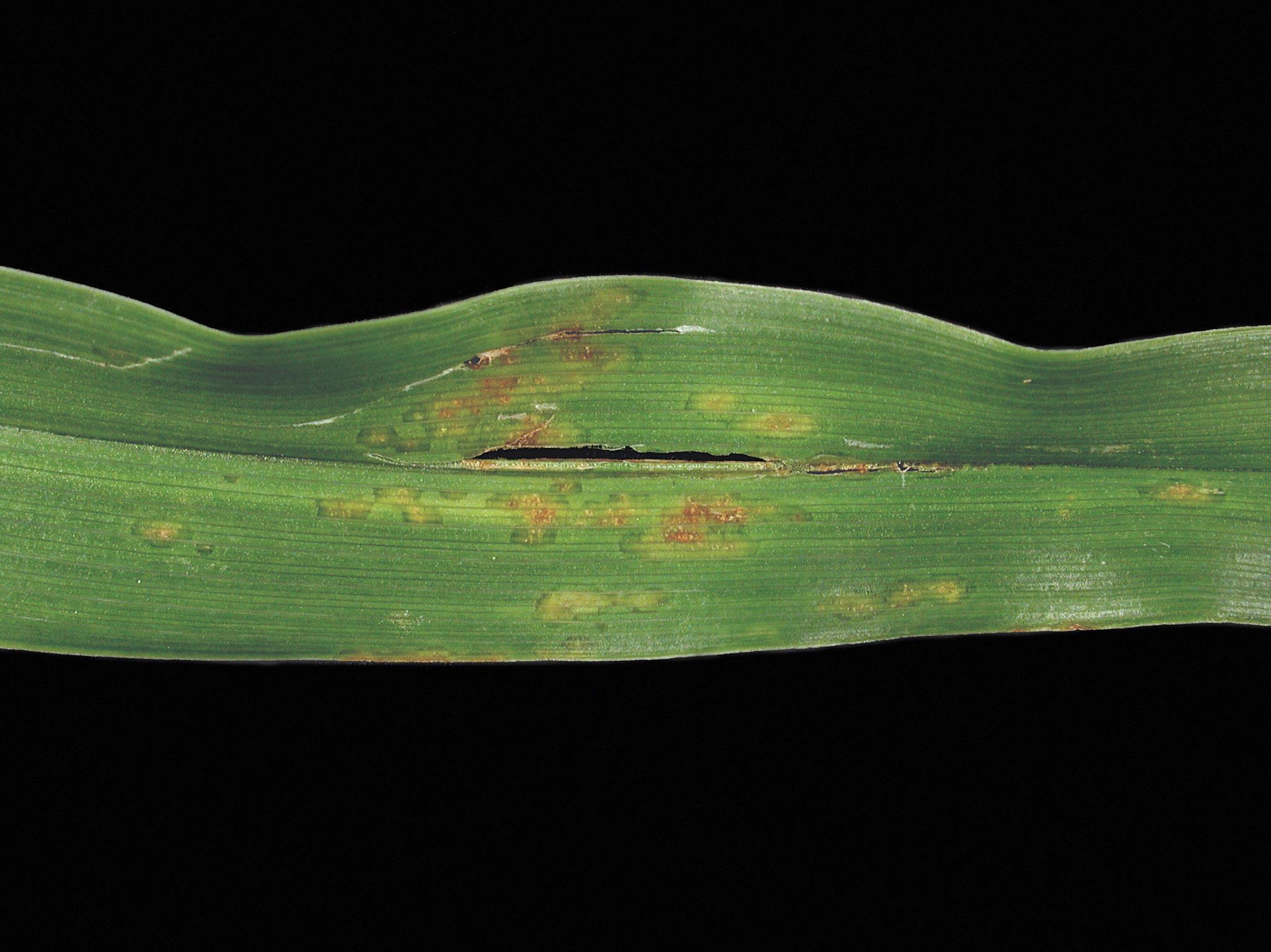Laboratoire d'expertise et de diagnostic en phytoprotection - MAPAQ