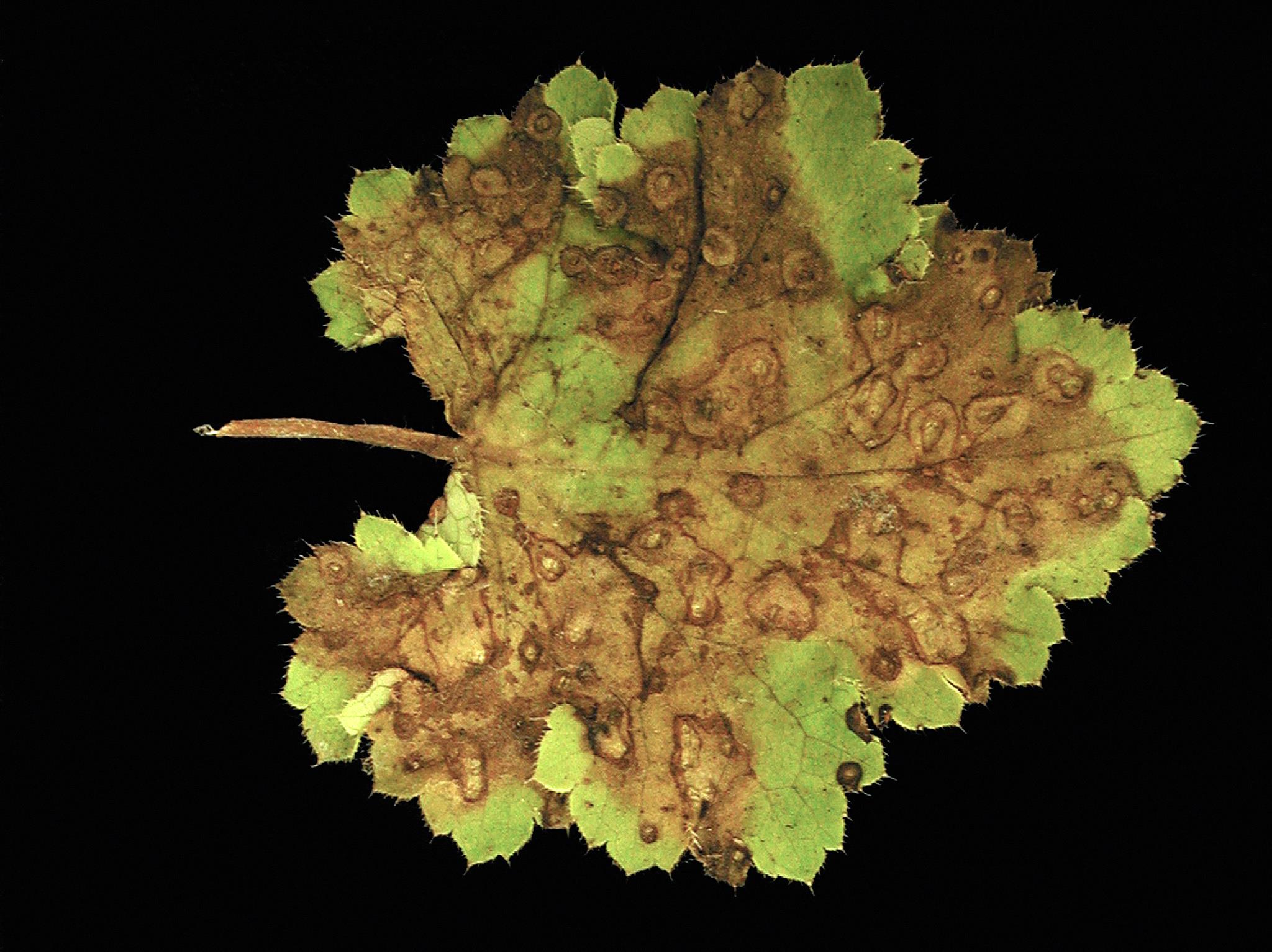 Laboratoire d'expertise et de diagnostic en phytoprotection - MAPAQ