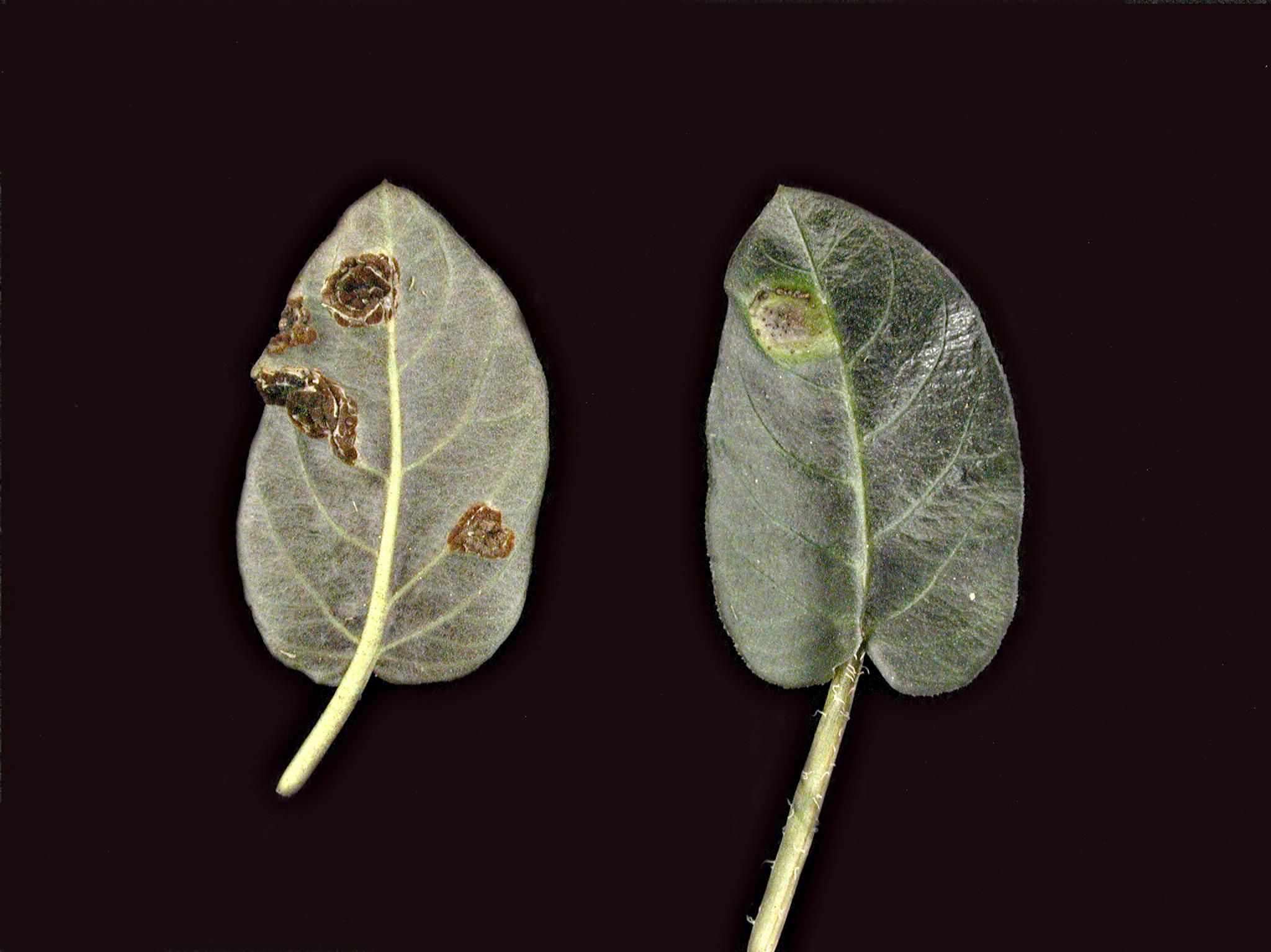 Laboratoire d'expertise et de diagnostic en phytoprotection - MAPAQ