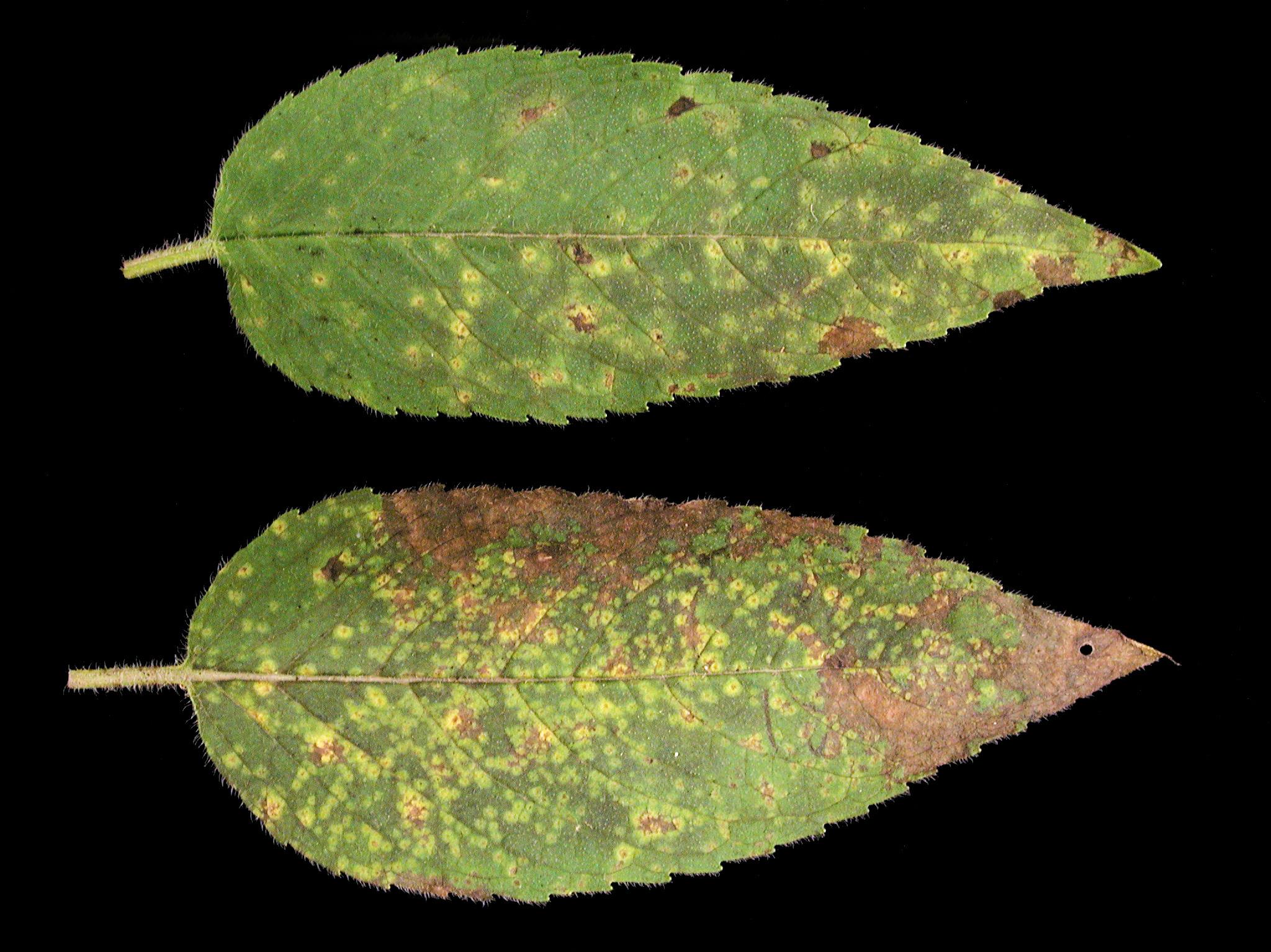 Laboratoire d'expertise et de diagnostic en phytoprotection - MAPAQ